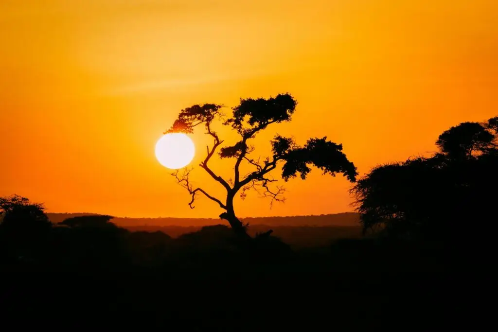 Afrikaanse boom tijdens zonsondergang