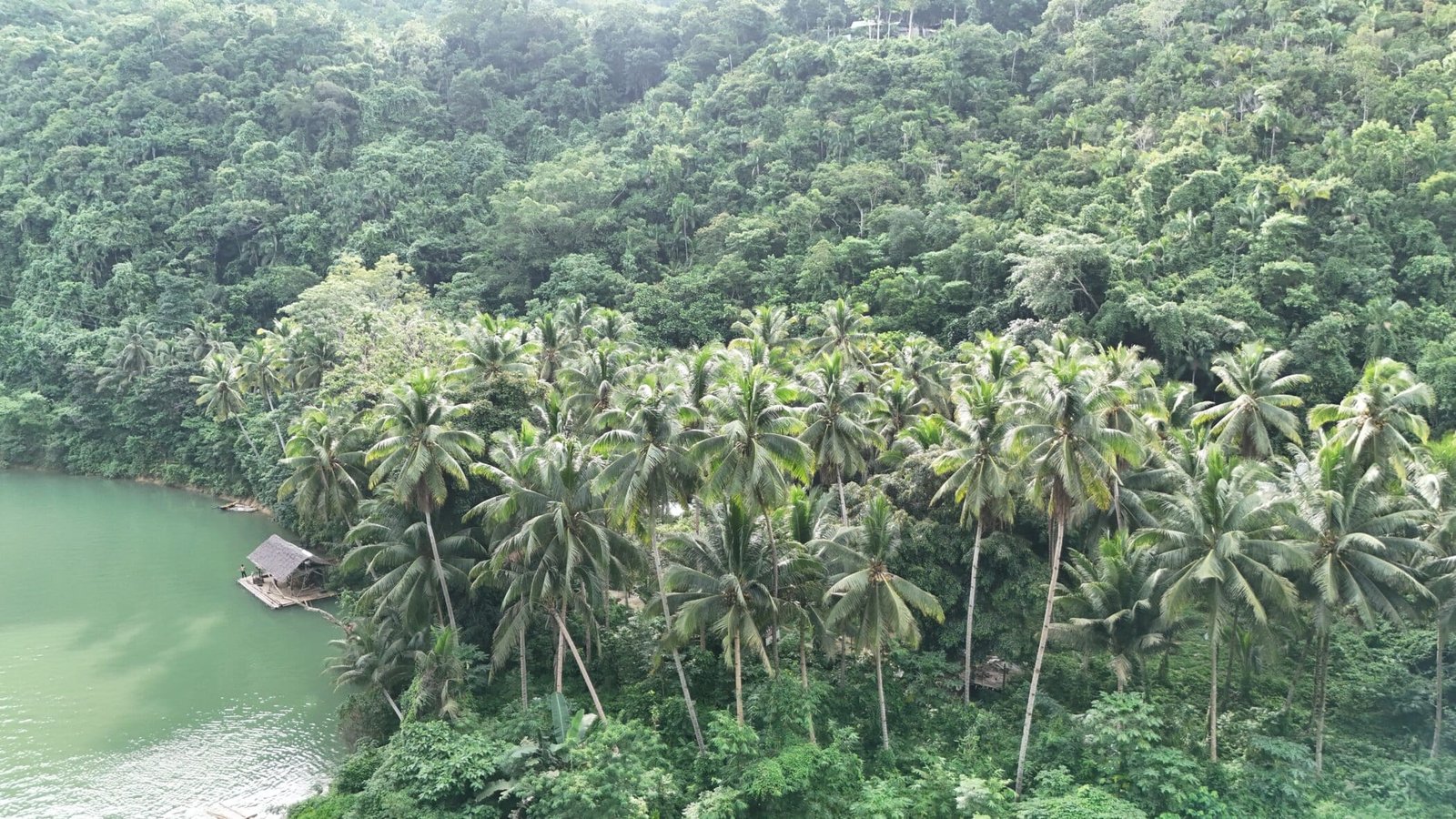 rivier met palmbomen bohol filipijnen