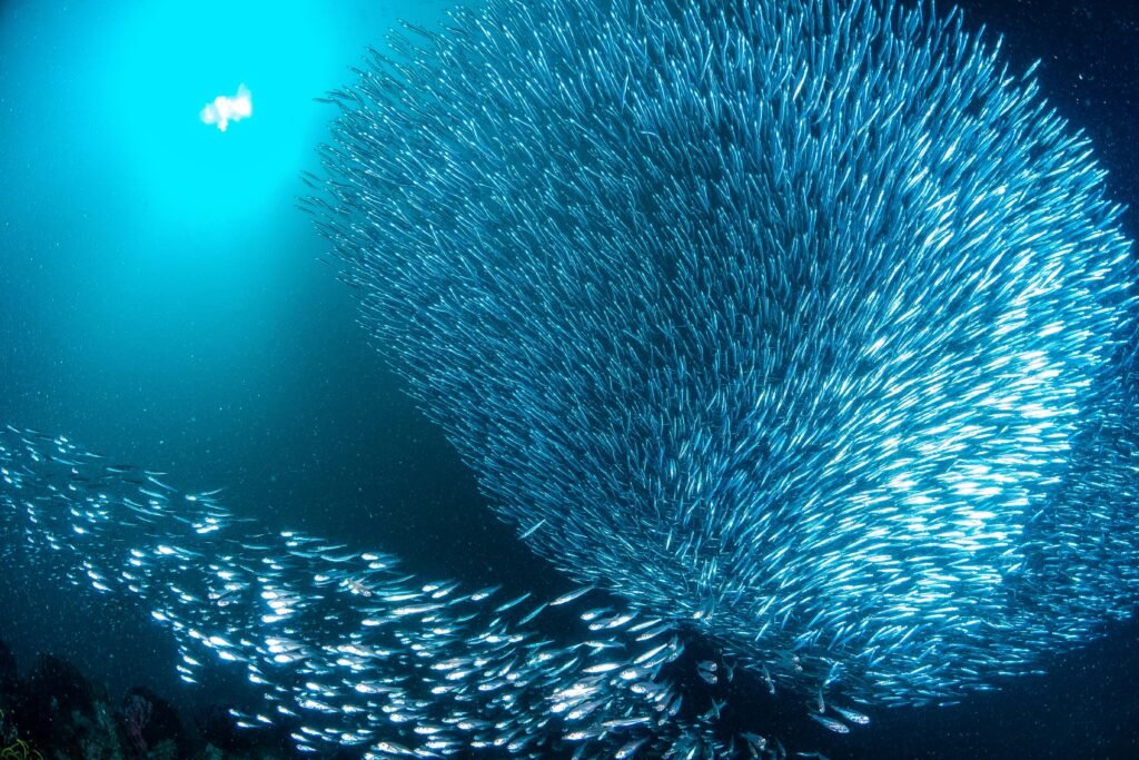 School sardines vlak voor de kust van Moalboal in de Filipijnen