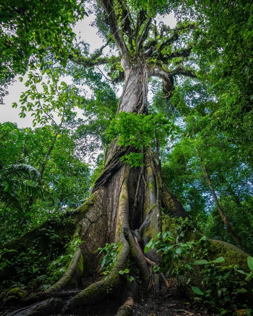 Oude boom met brede stam in de jungle van Costa Rica