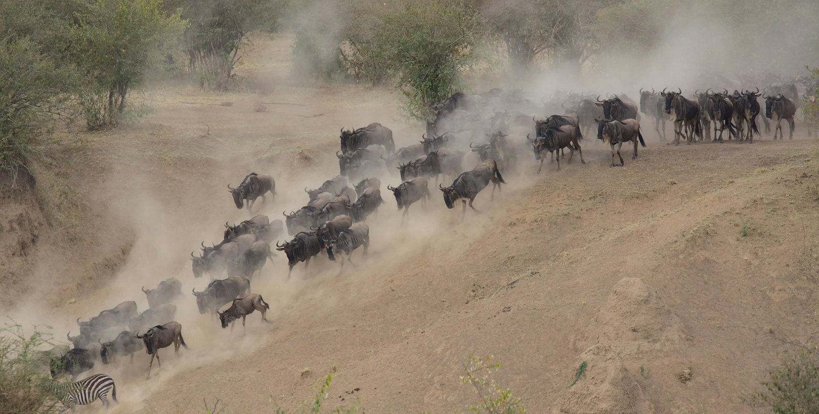 migratie van wildebeast in tanzania
