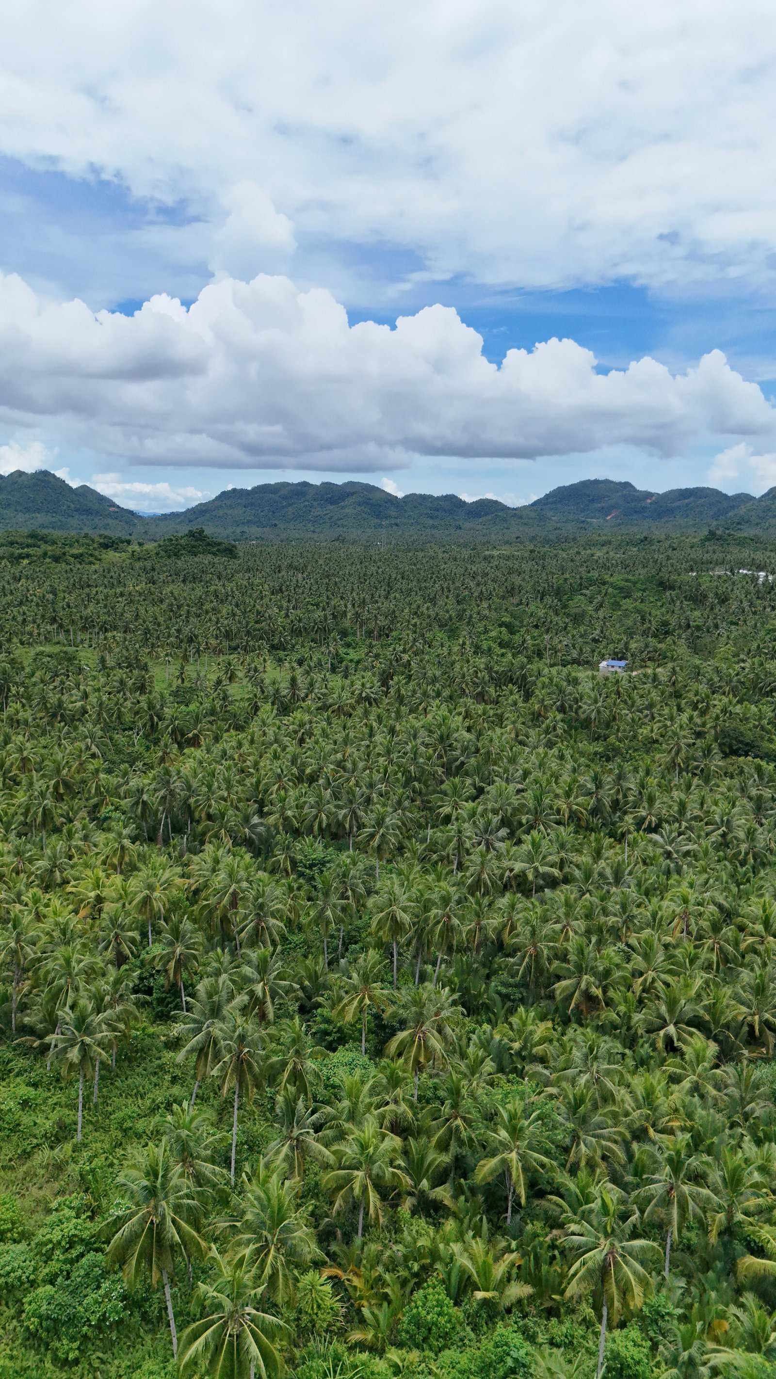 Uitzicht over miljoenen palmbomen bij palmtree deck op Siargao in de Filipijnen