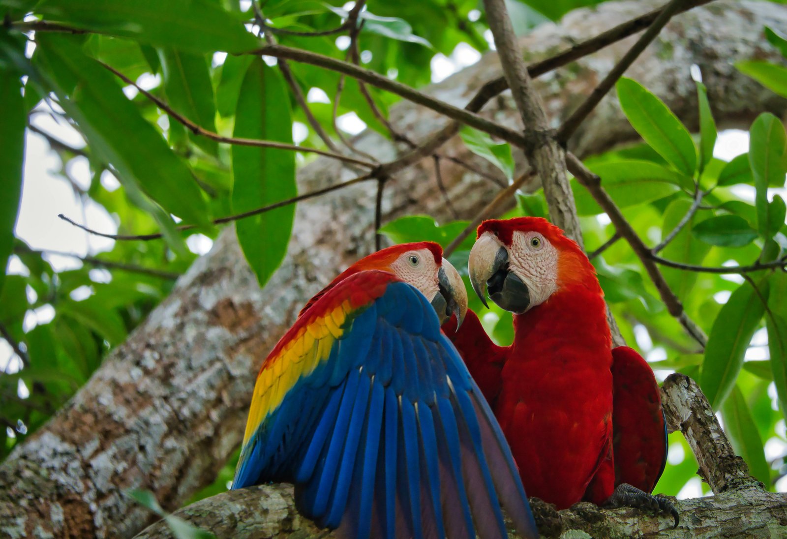 papegaaien in de jungle van Costa Rica