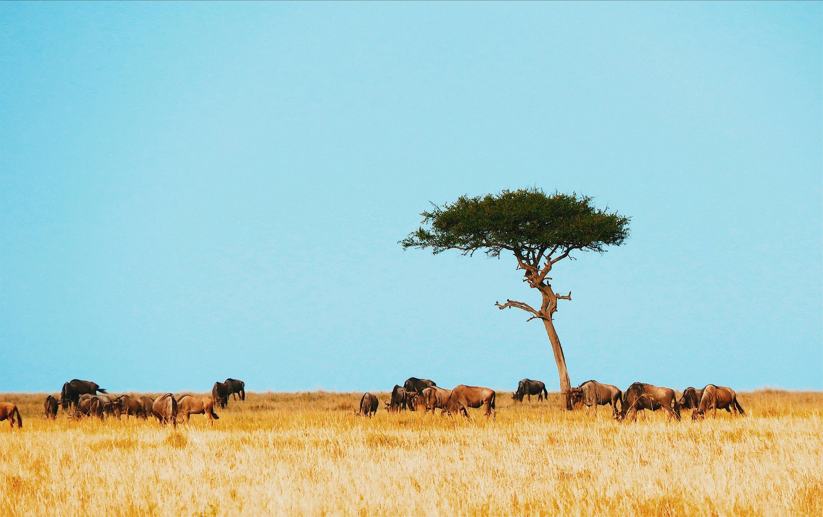 Gnoe's op de savanne in zuid-afrika