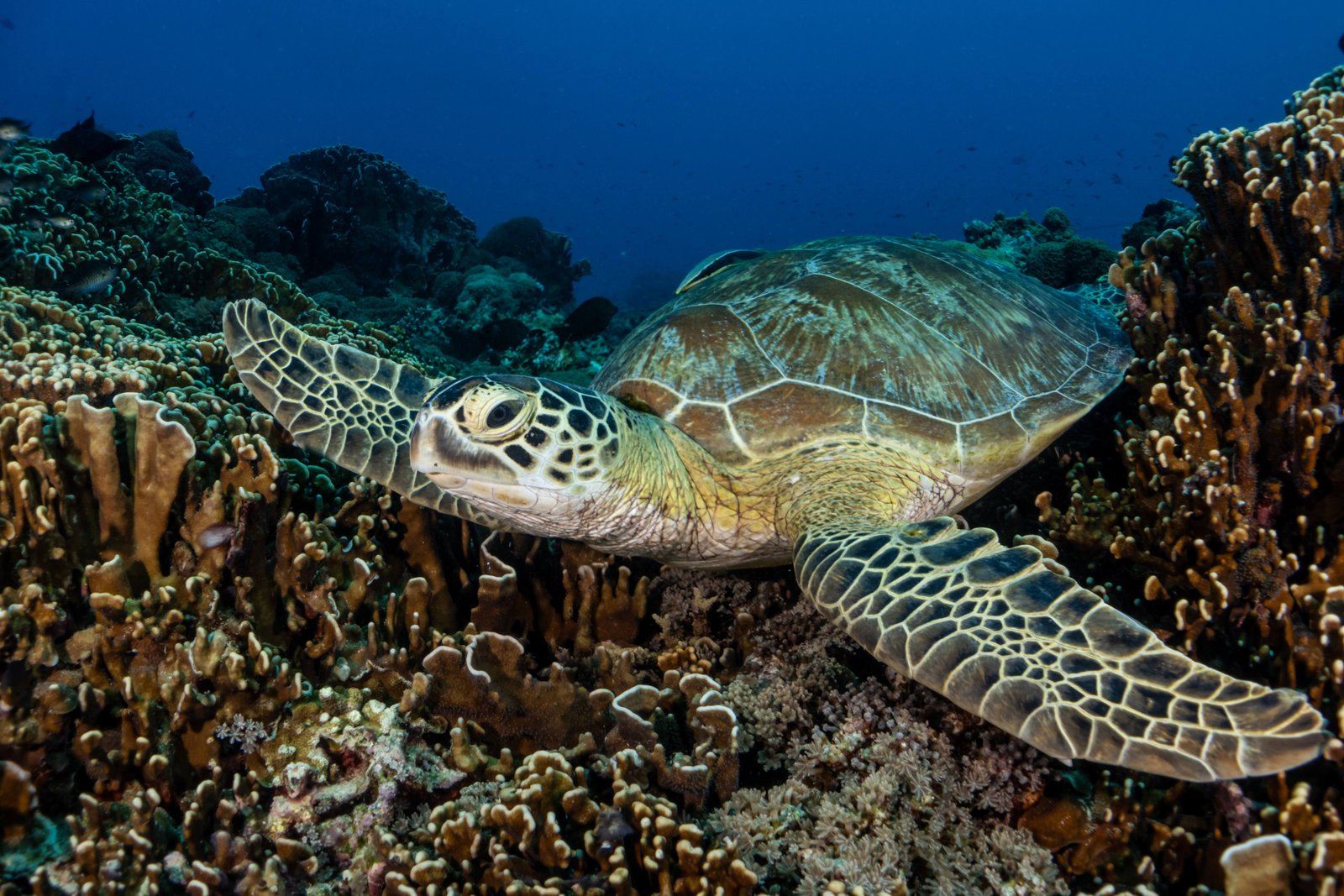 schildpad tijdens het duiken in indonesie