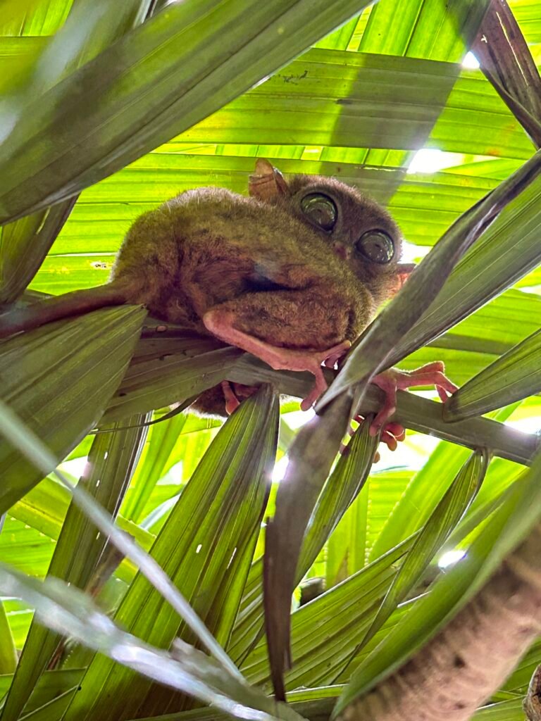 Tarsier die zich overdag vasthoudt aan een tak in het bos op Bohol