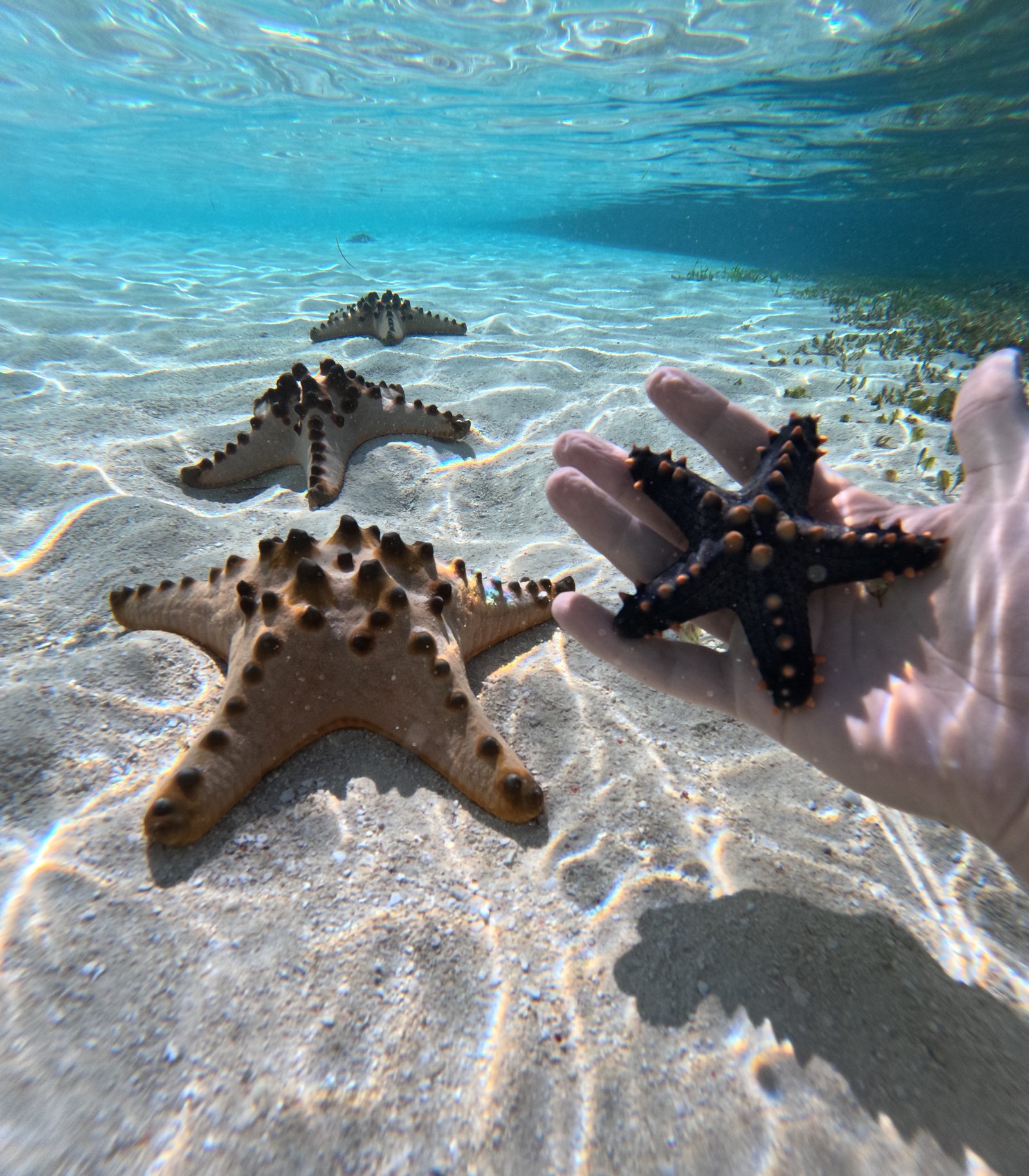 Zeesterren op witte zandbodem in de Filipijnen