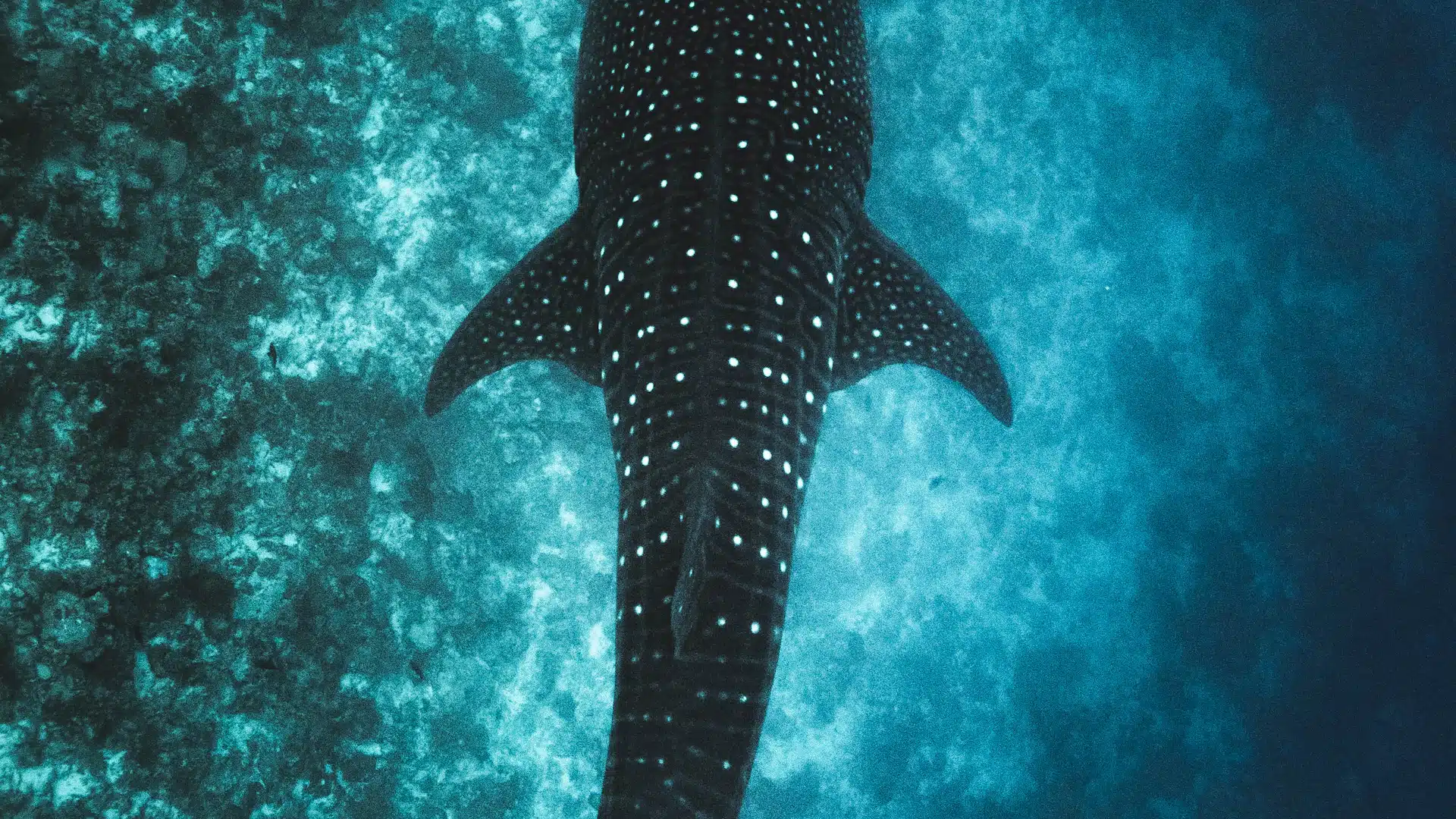 Walvishaai zwemt langs de kust van Dhigurah in de Malediven