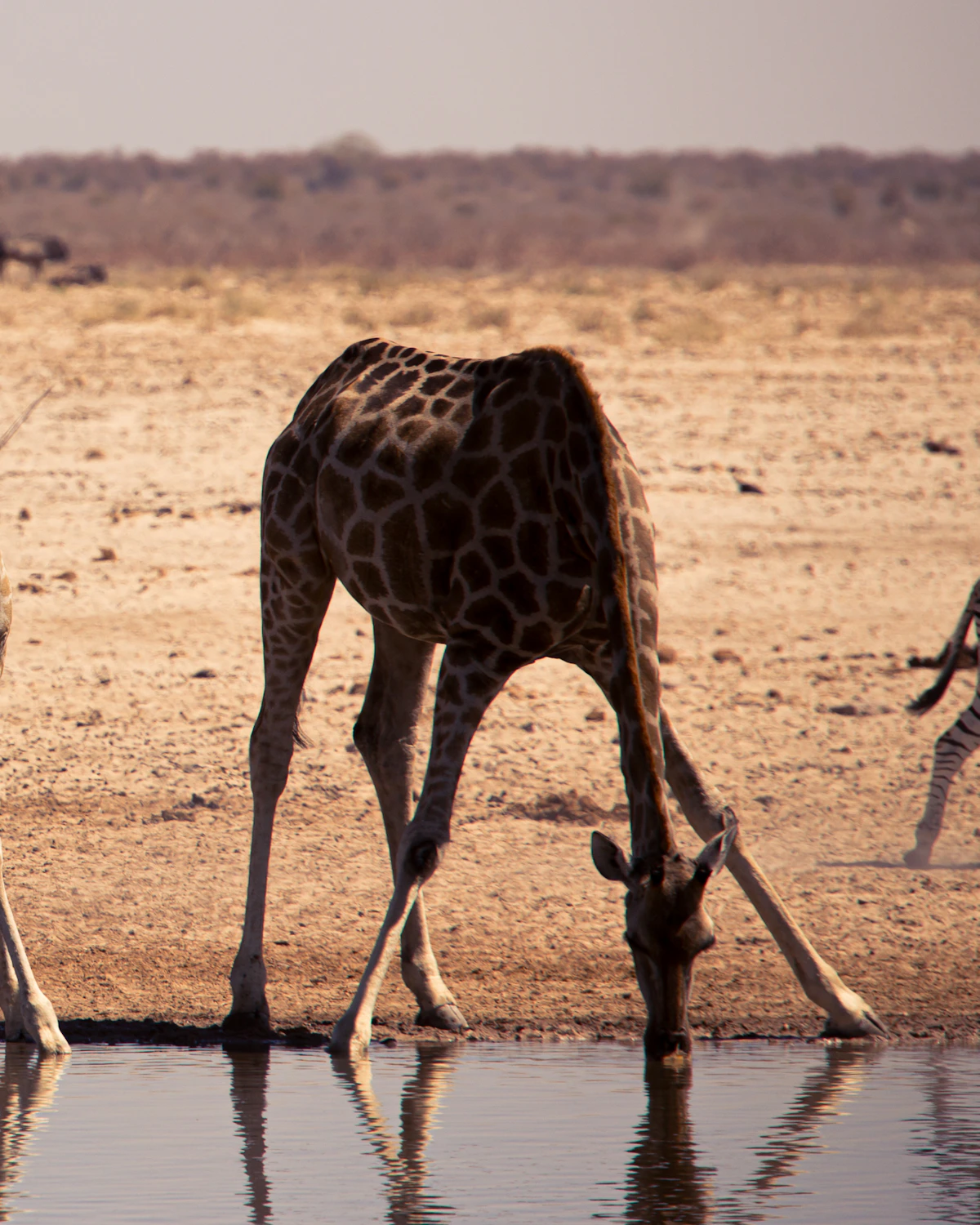 Giraffes bij een waterpoel in Etosha National Park, Namibië