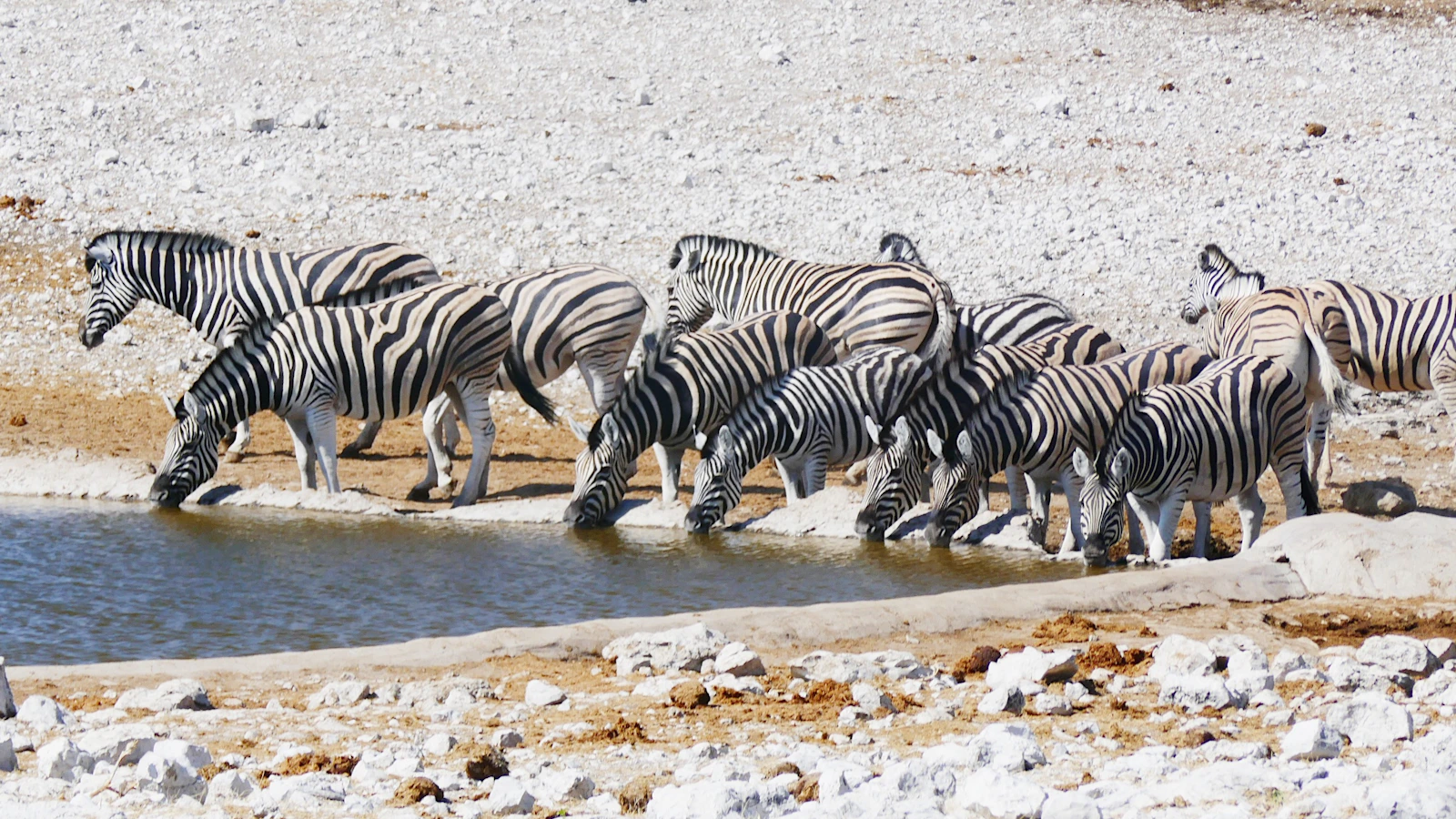 Zebra's drinken bij een waterpoel in Etosha National Park