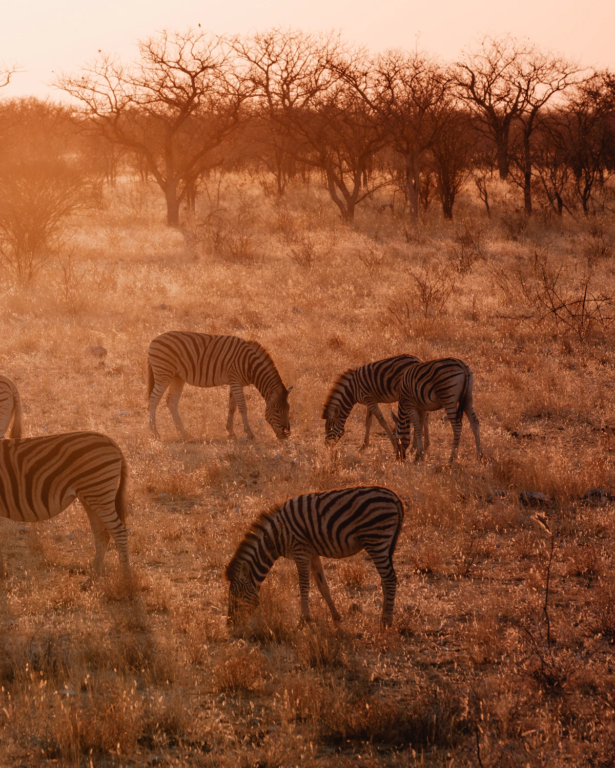 Kudde zebra's in de uitgestrekte vlakte van Etosha National Park