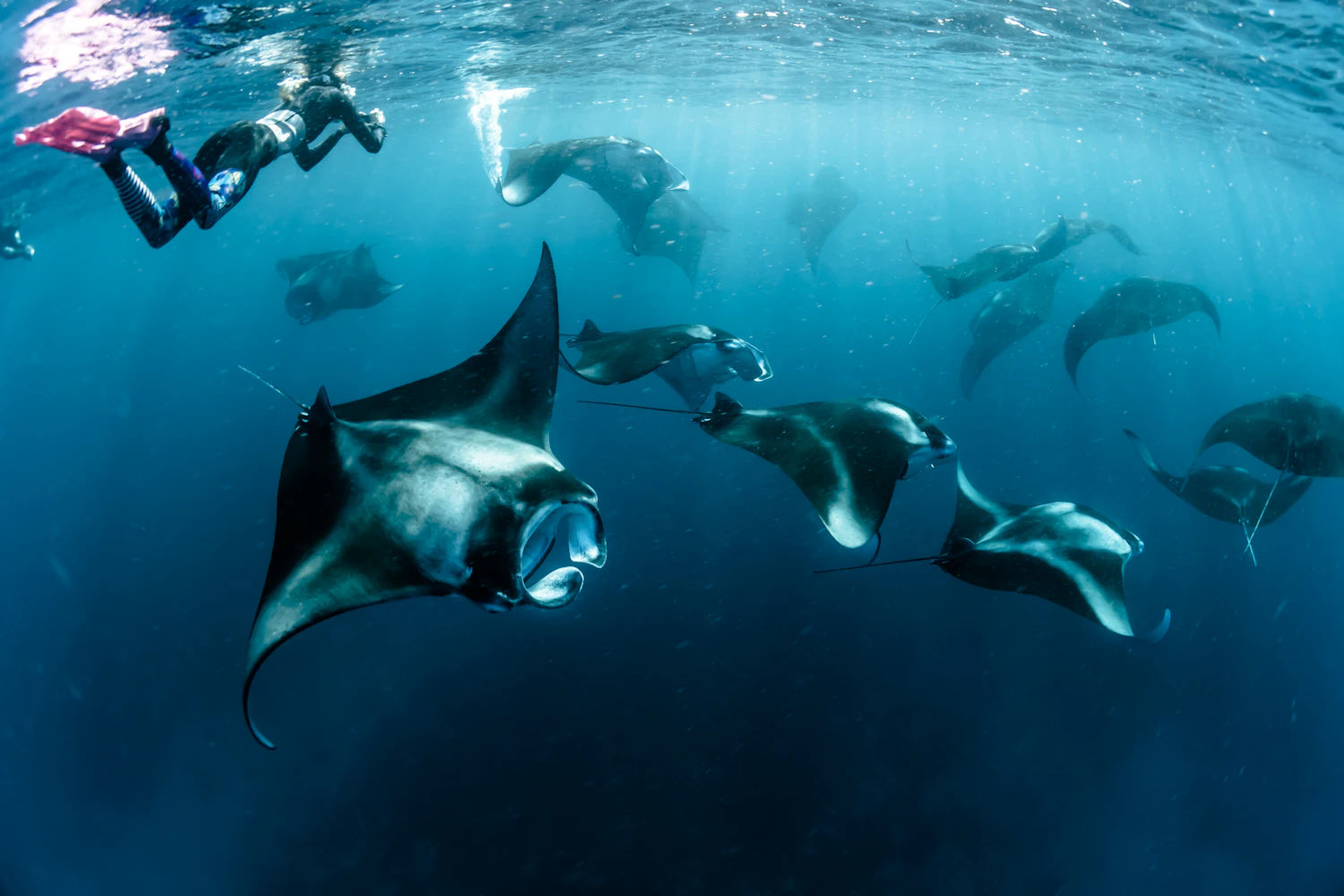 Grote rog gefotografeerd in helder oceaanwater bij Fuvahmulah