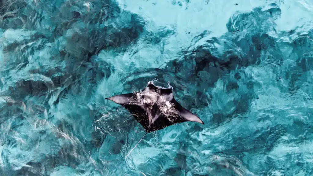 Manta’s zwemmen door helder water in Hanifaru Bay, Baa Atoll