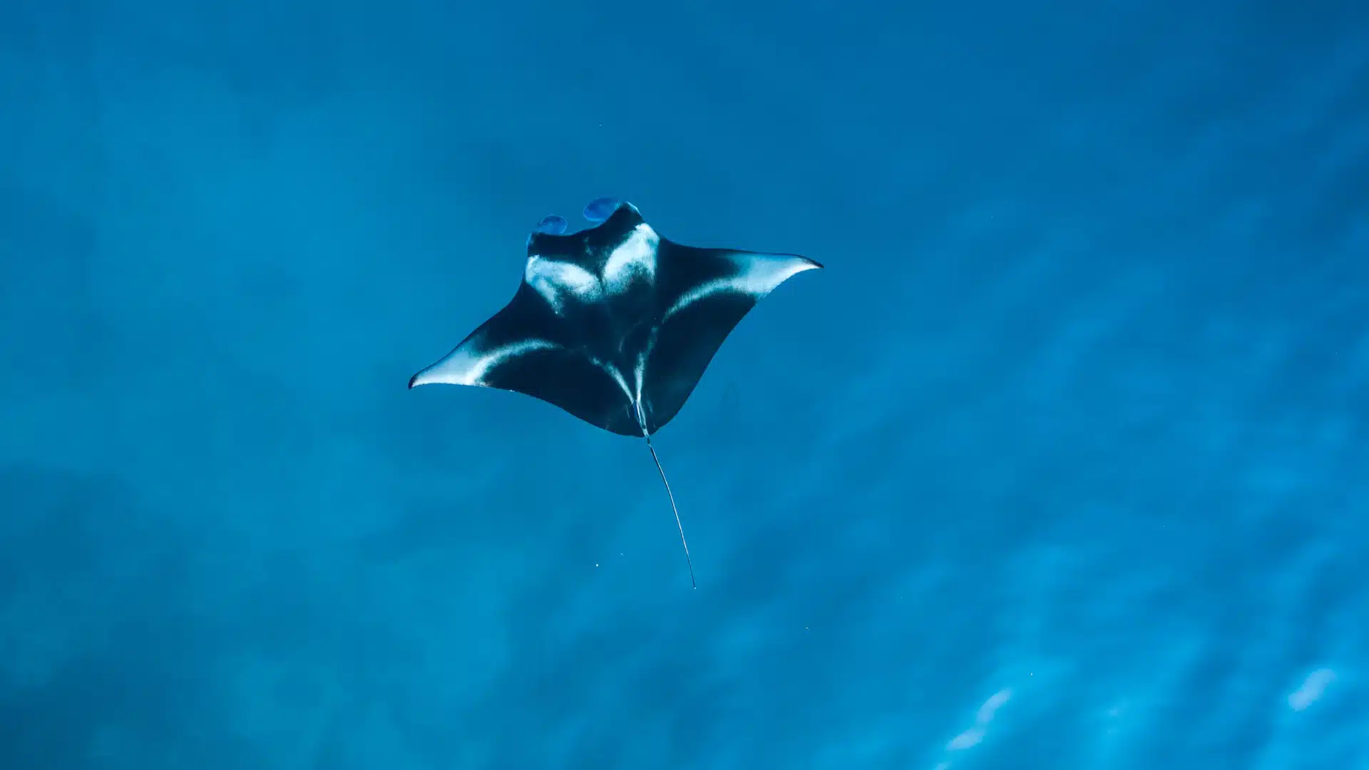 Mantarog gezien tijdens het snorkelen in Hanifaru Bay