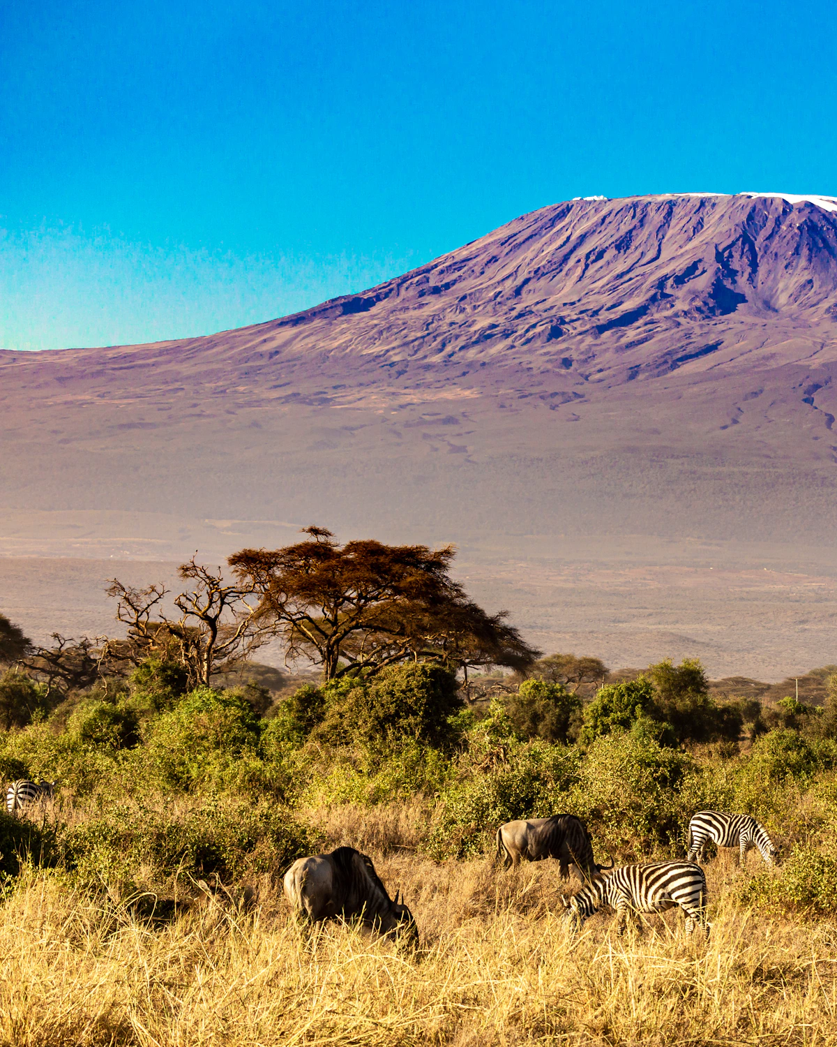 Zebra's grazen met de Kilimanjaro op de achtergrond