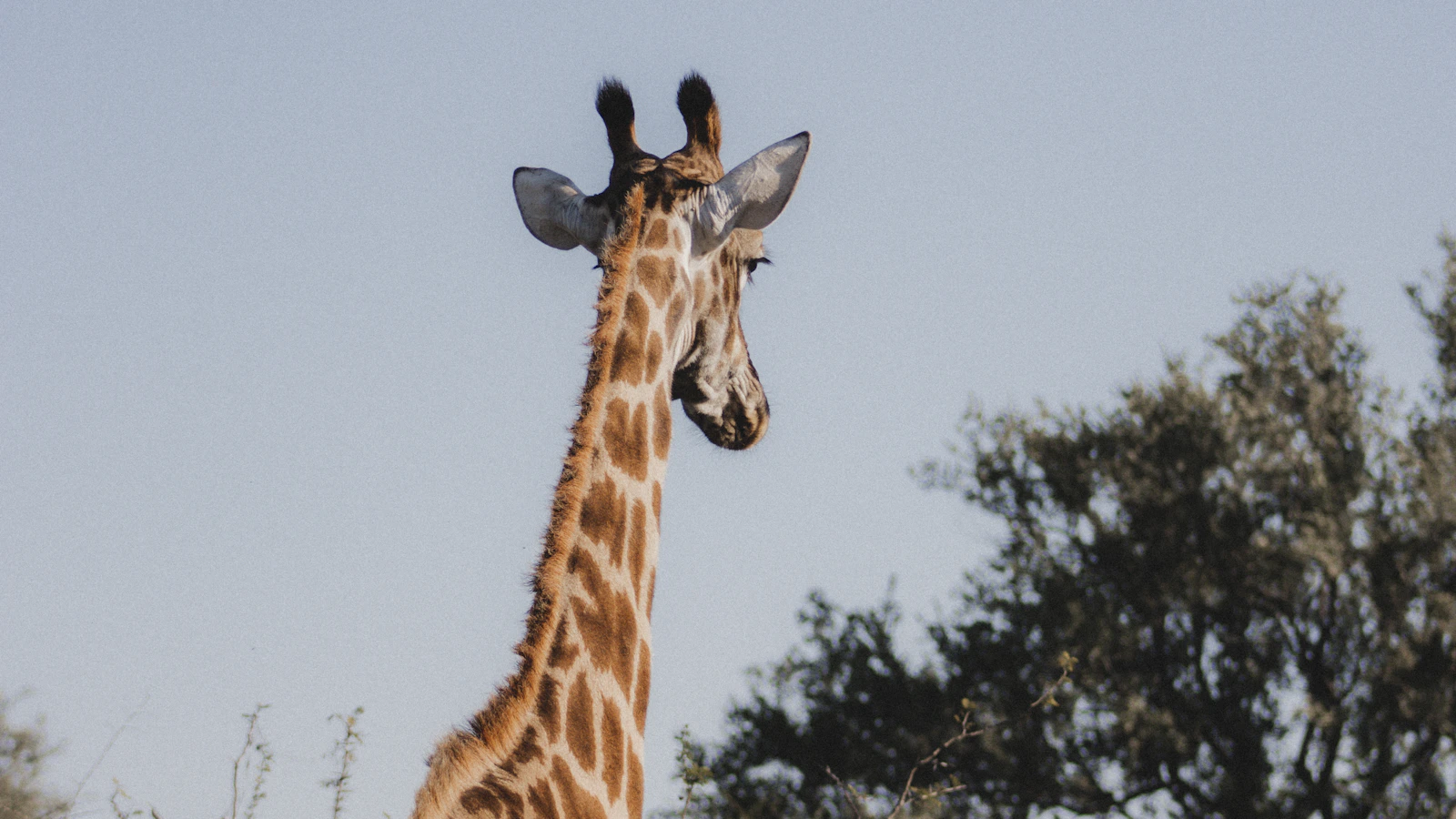 Giraffe in het uitgestrekte landschap van het Krugerpark