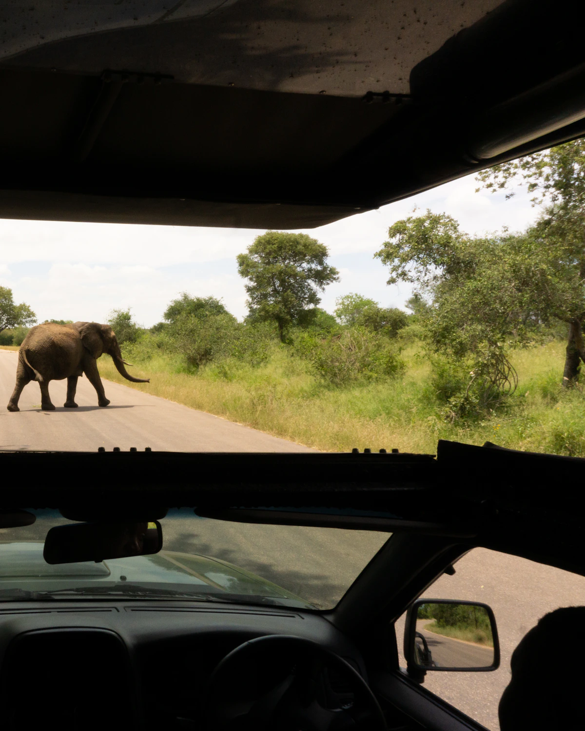 Olifant steekt de weg over voor een safari-auto in het Krugerpark