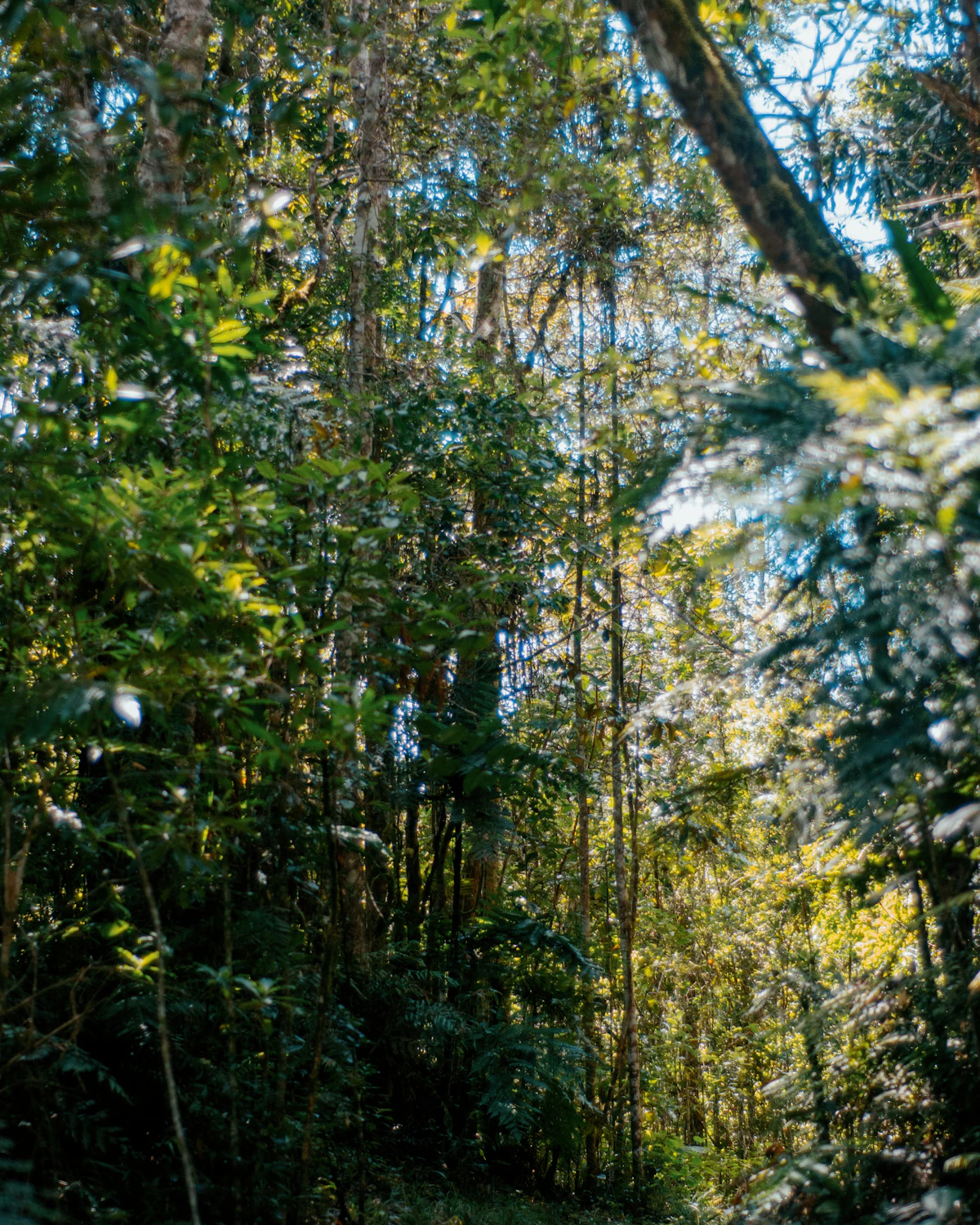 Pad door het regenwoud van Madagaskar