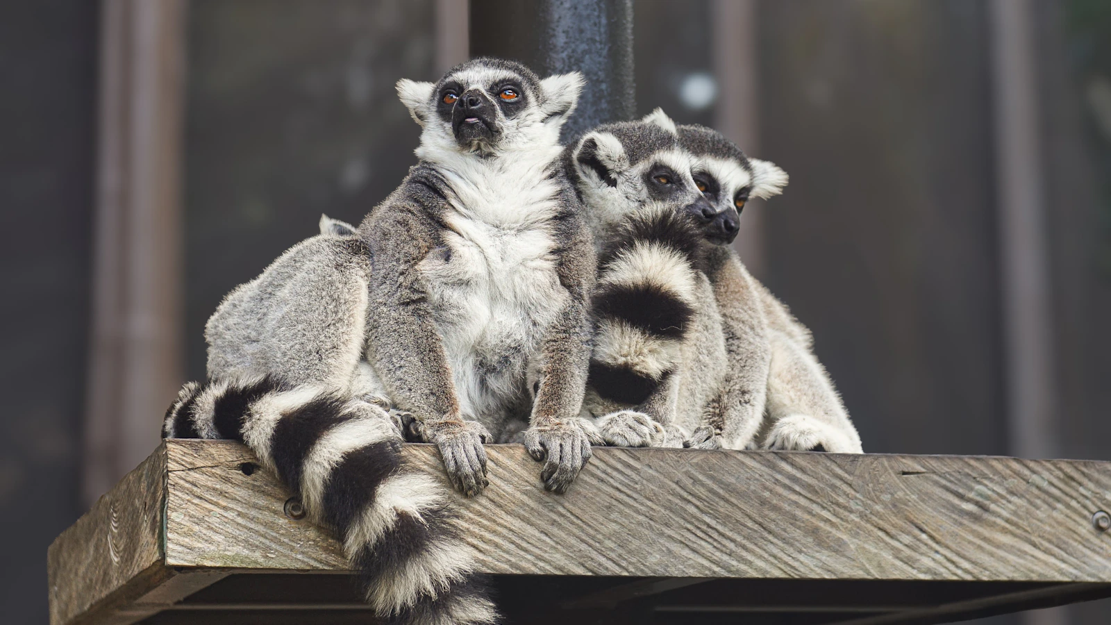 Twee ringstaartmaki's zitten dicht bij elkaar in een Madagaskars park