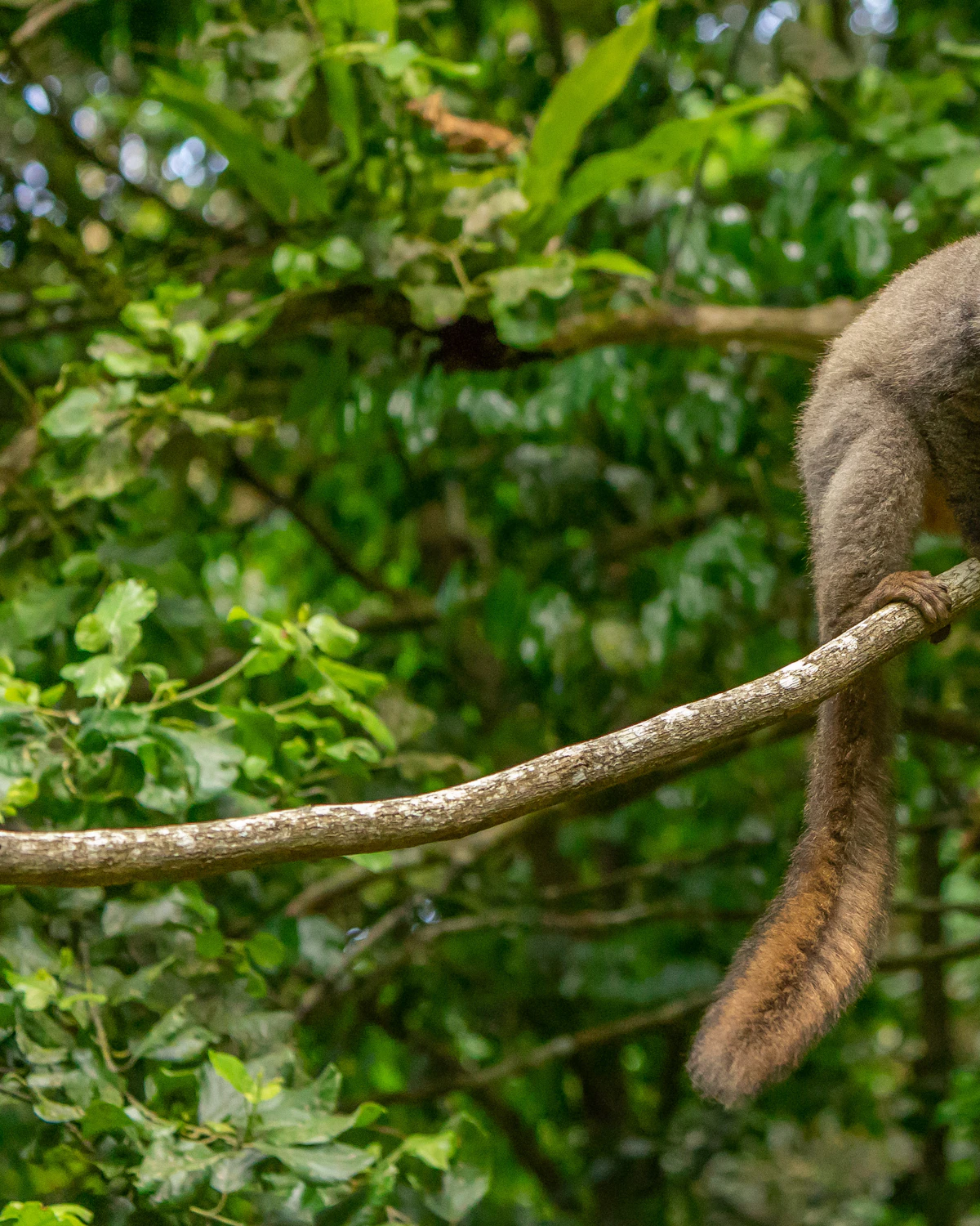 Maki op een tak in het regenwoud van Madagaskar