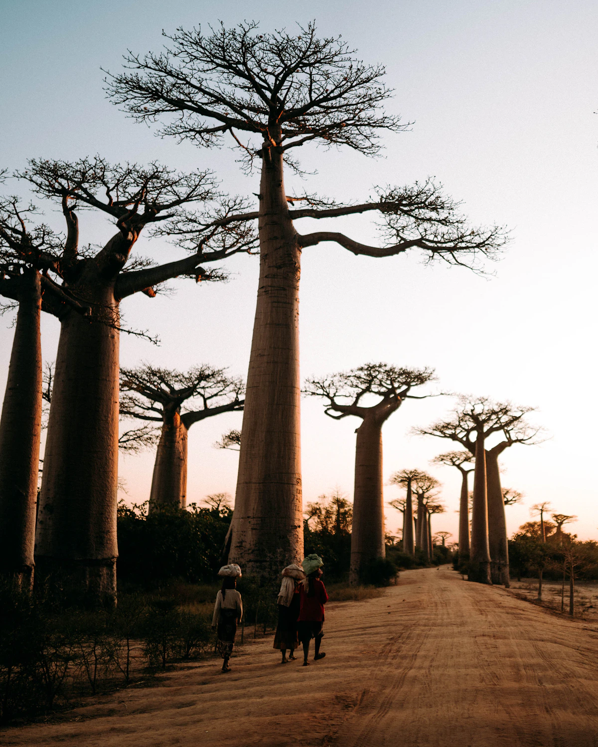 Onverhard pad langs de baobabs van Madagaskar