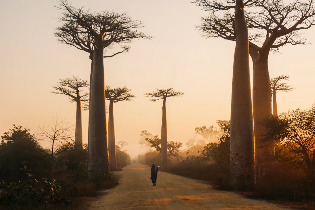 Avenue of the Baobabs op Madagaskar overdag