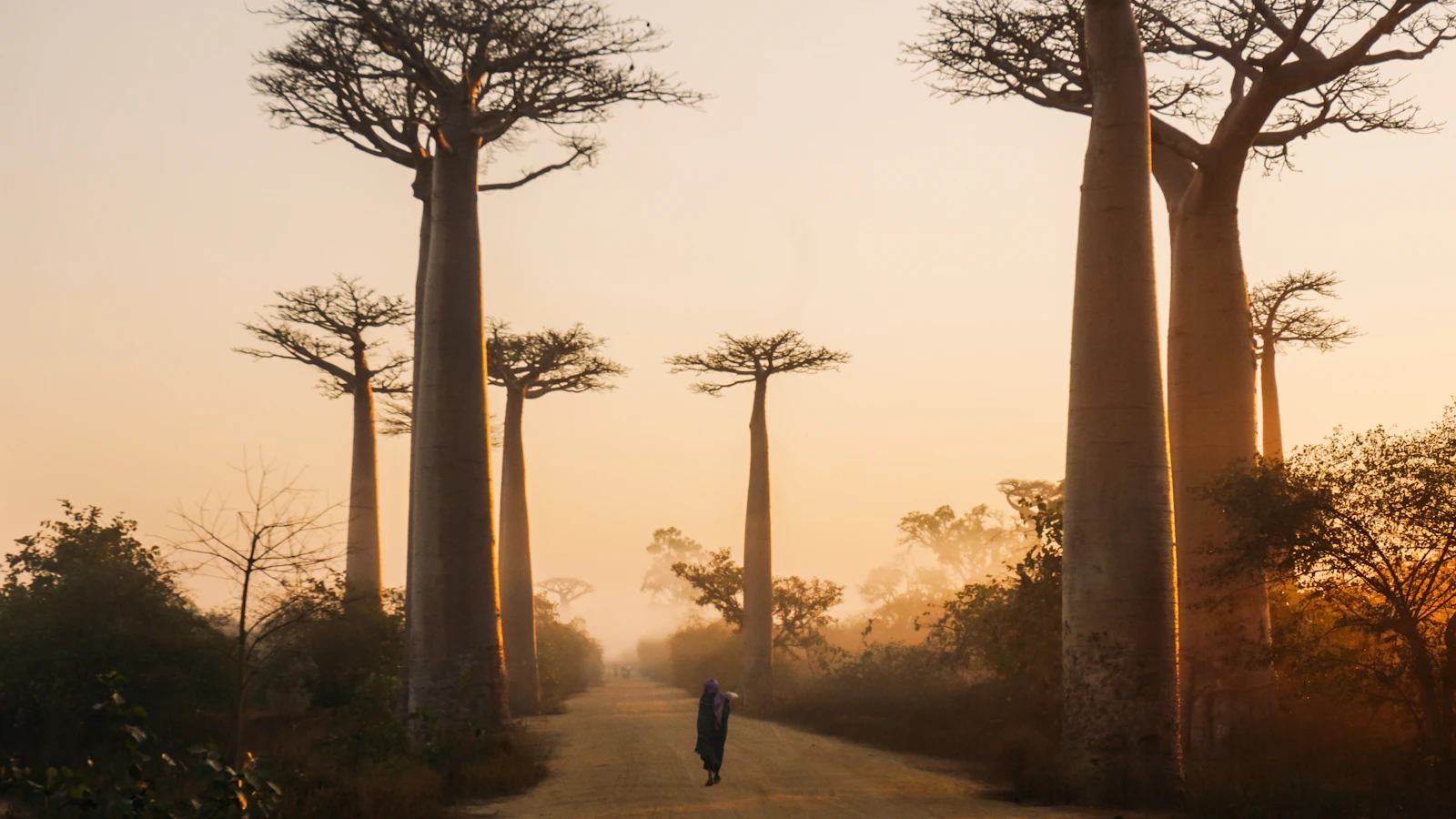Avenue of the Baobabs op Madagaskar overdag