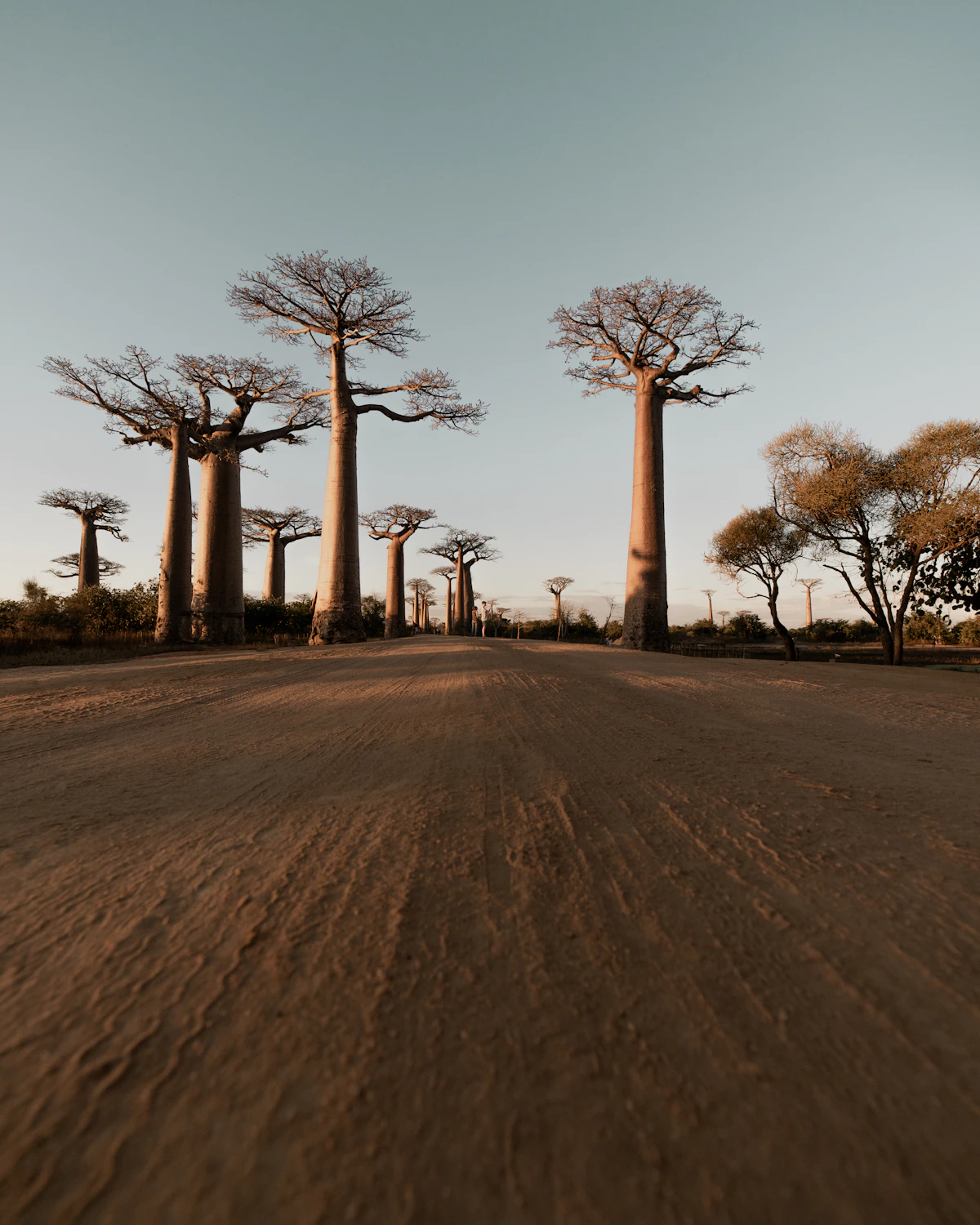 Baobab-bomen in een open veld op Madagaskar
