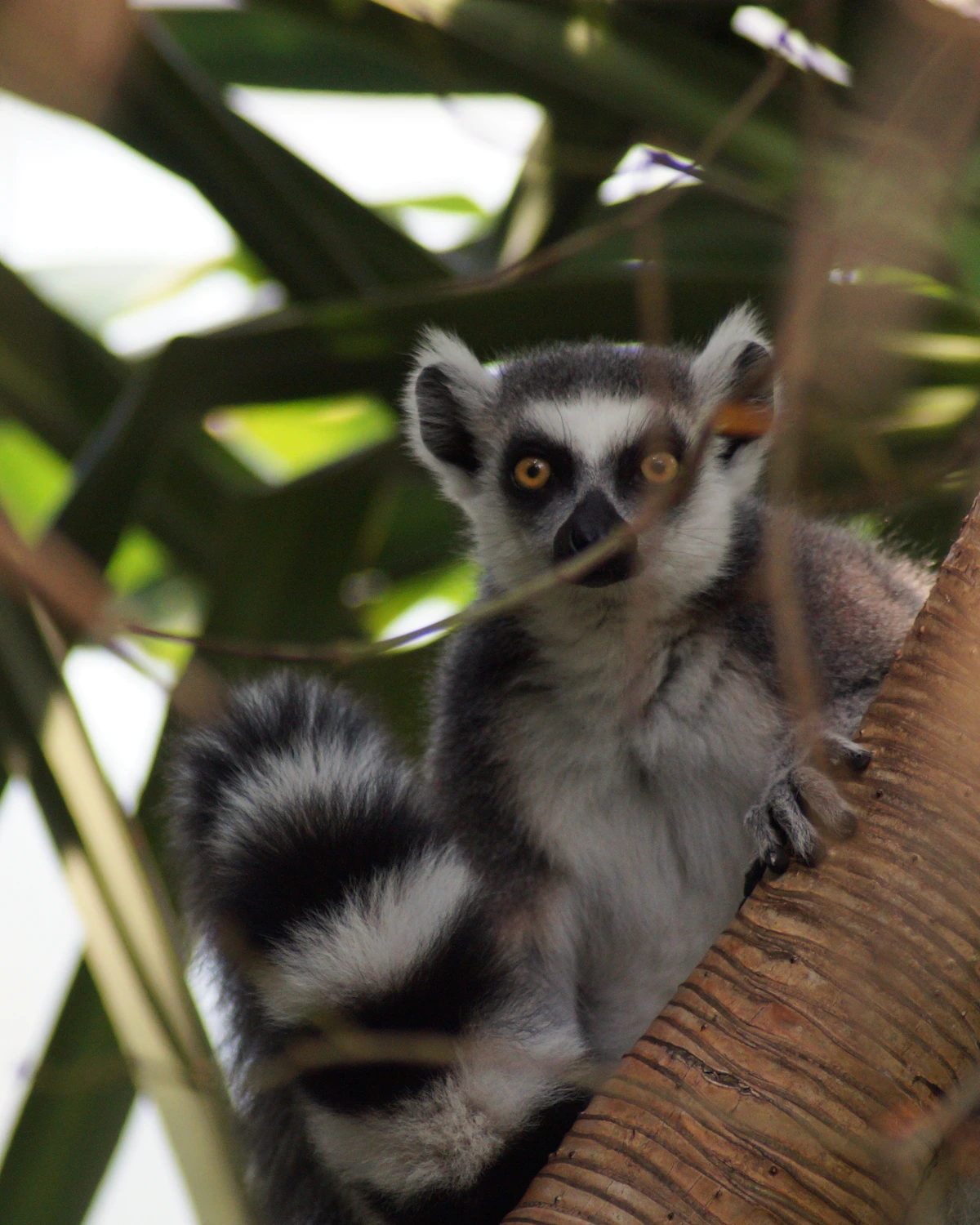 Maki kijkt vanuit een boom op Madagaskar, een van de bekendste endemische diersoorten