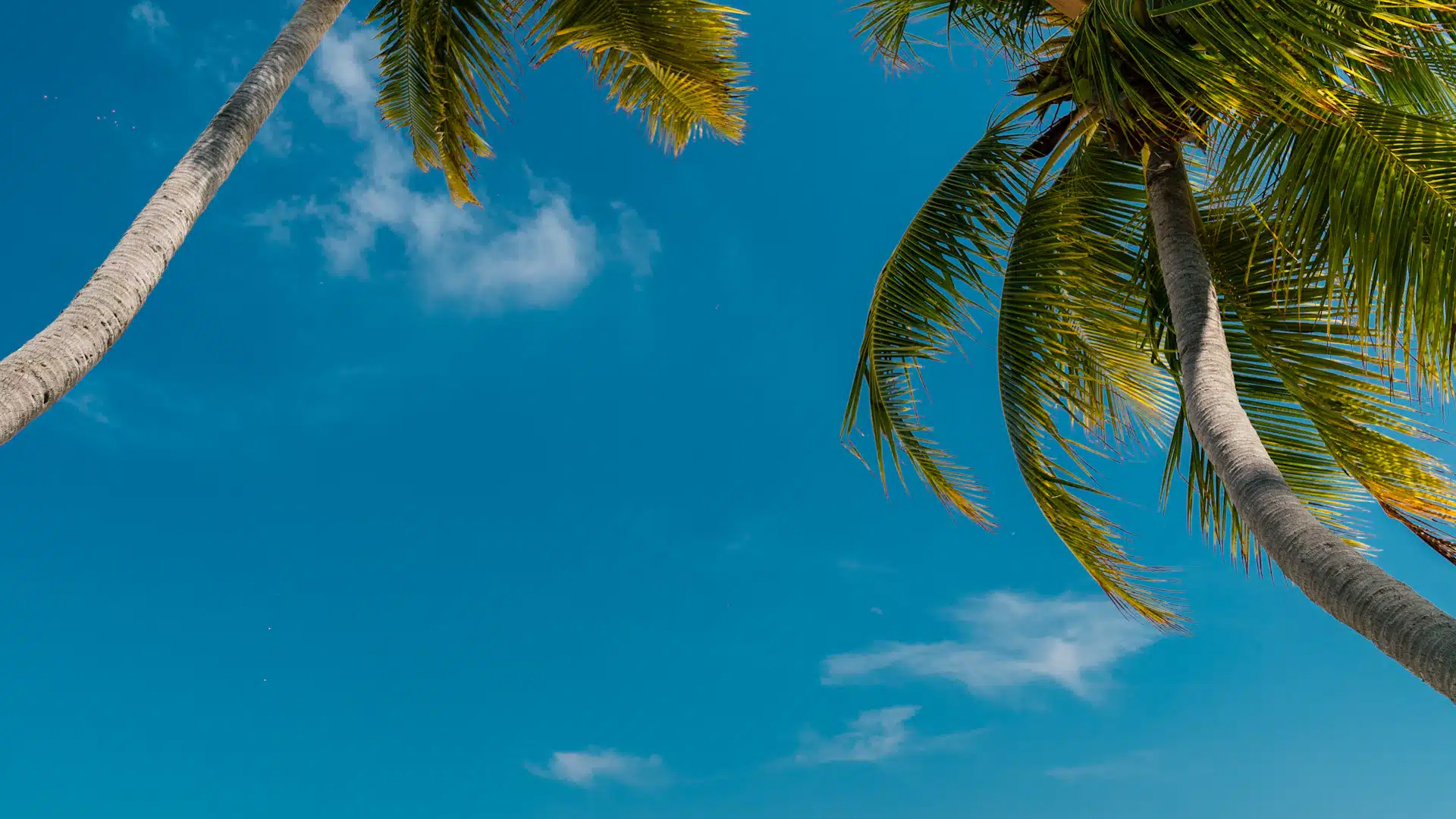 Palmbomen op een wit zandstrand aan een turquoise lagune in de Malediven