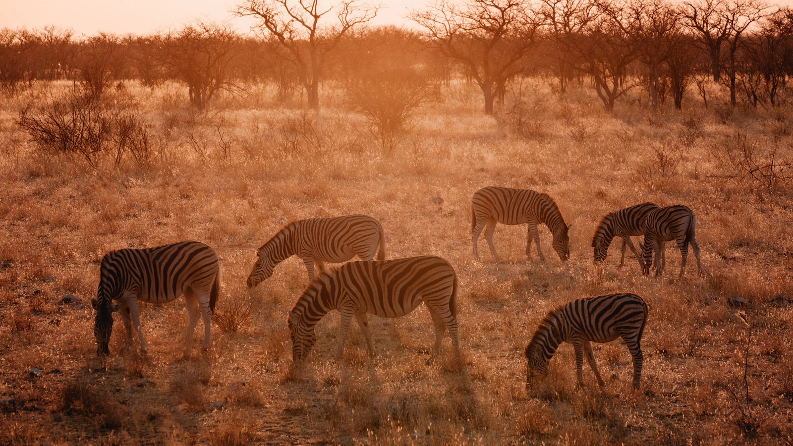 Kudde zebra's in de uitgestrekte vlakte van Etosha National Park
