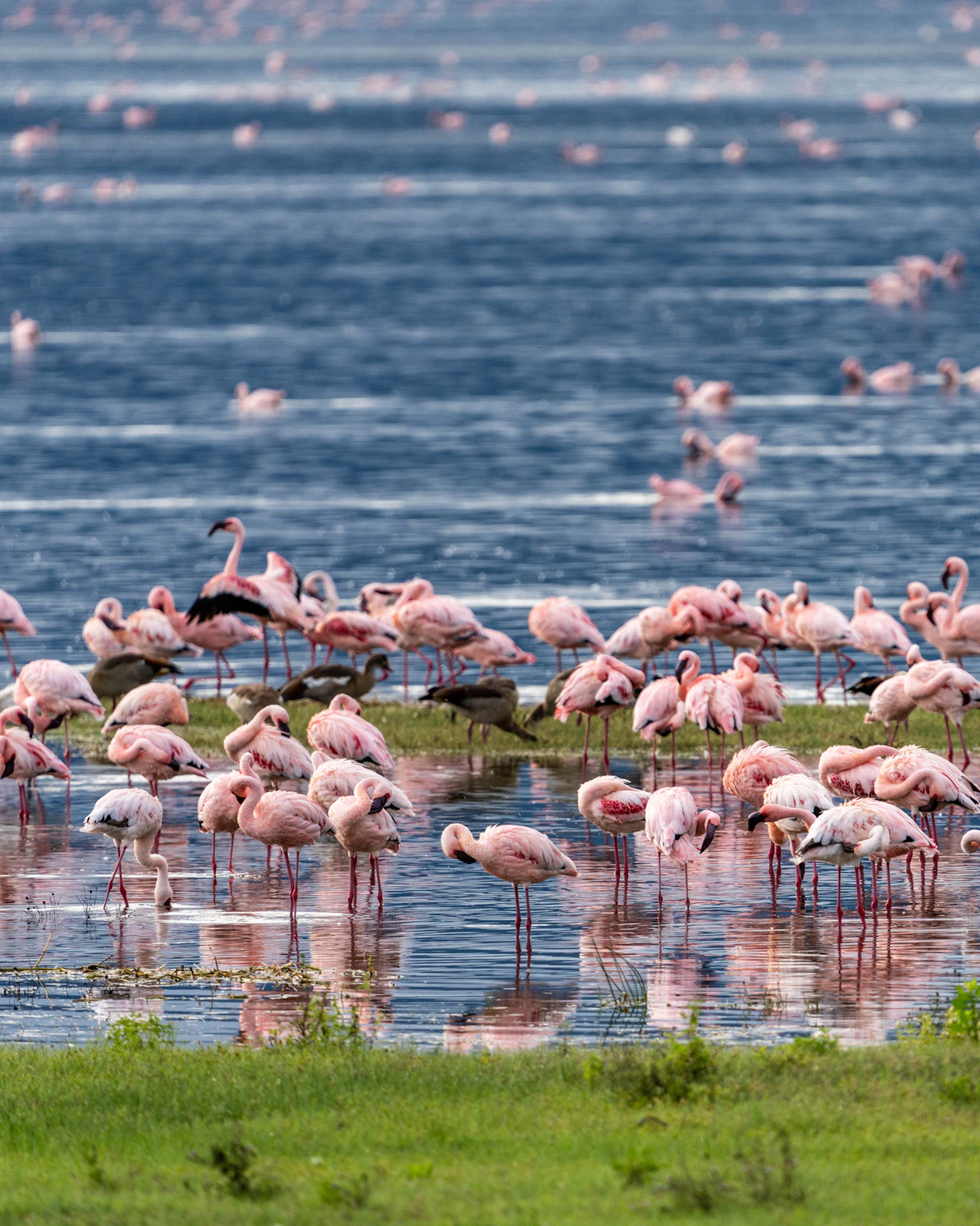 Grote groep flamingo's in het meer van Ngorongoro