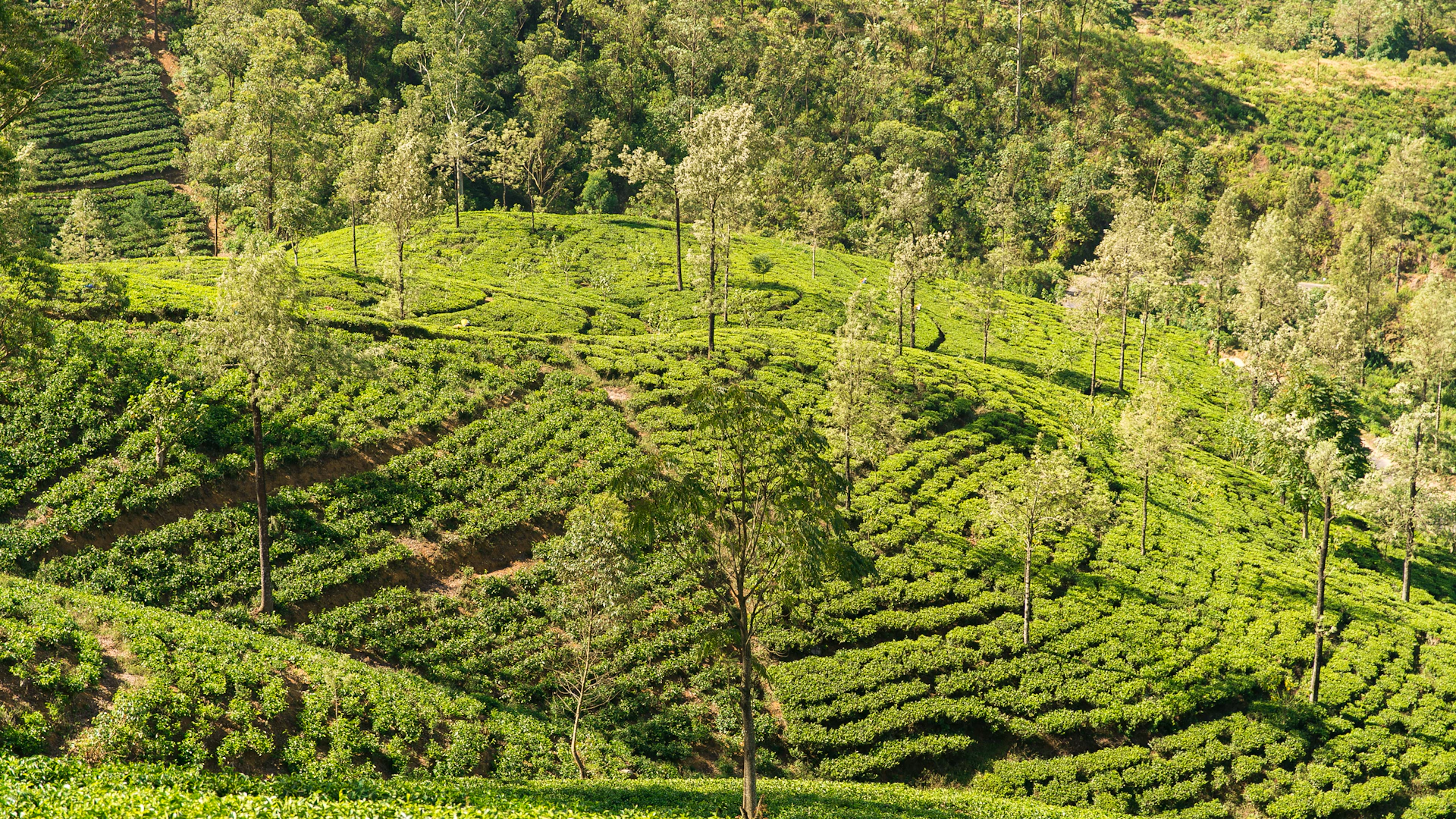 Theeplantages op de heuvels van Nuwara Eliya in Sri Lanka