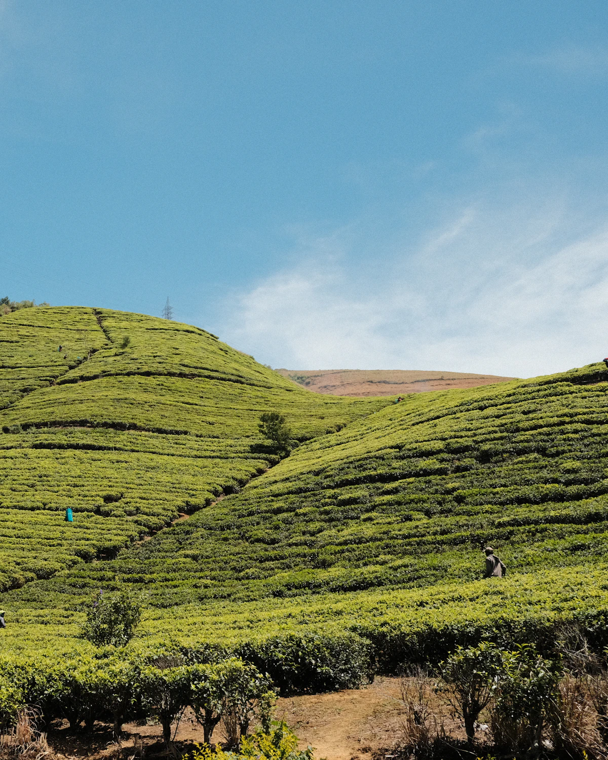 Glooiende theeheuvels in het hooggebergte rond Nuwara Eliya