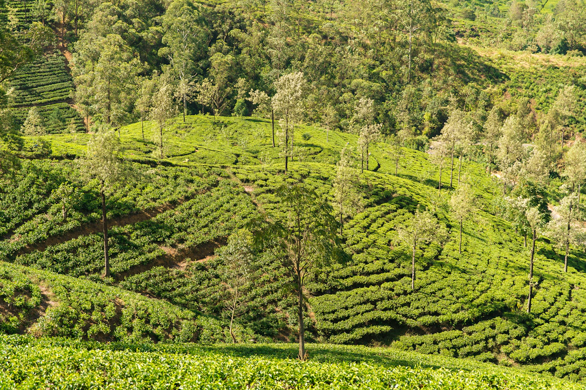 Theeplantages op de heuvels van Nuwara Eliya in Sri Lanka