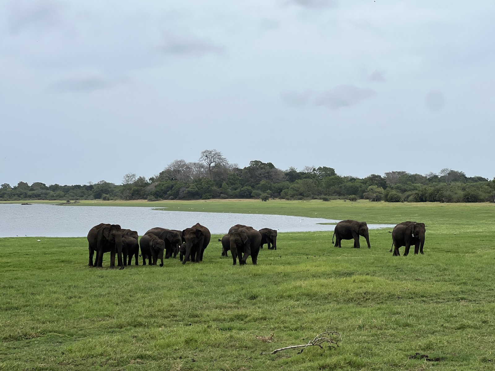 Groep olifanten langs een meer in een nationaal park van Sri Lanka