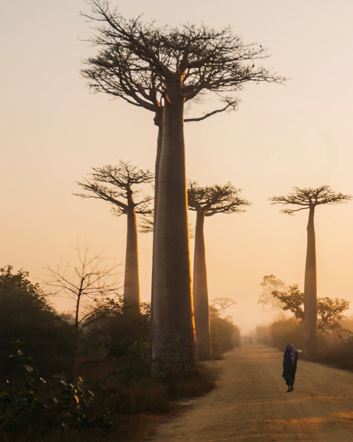Avenue of the Baobabs op Madagaskar overdag
