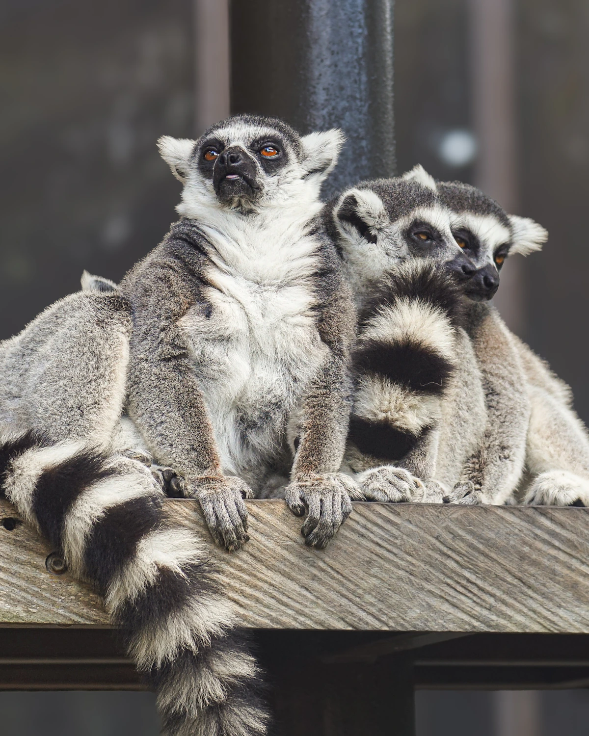 Twee ringstaartmaki's zitten dicht bij elkaar in een Madagaskars park
