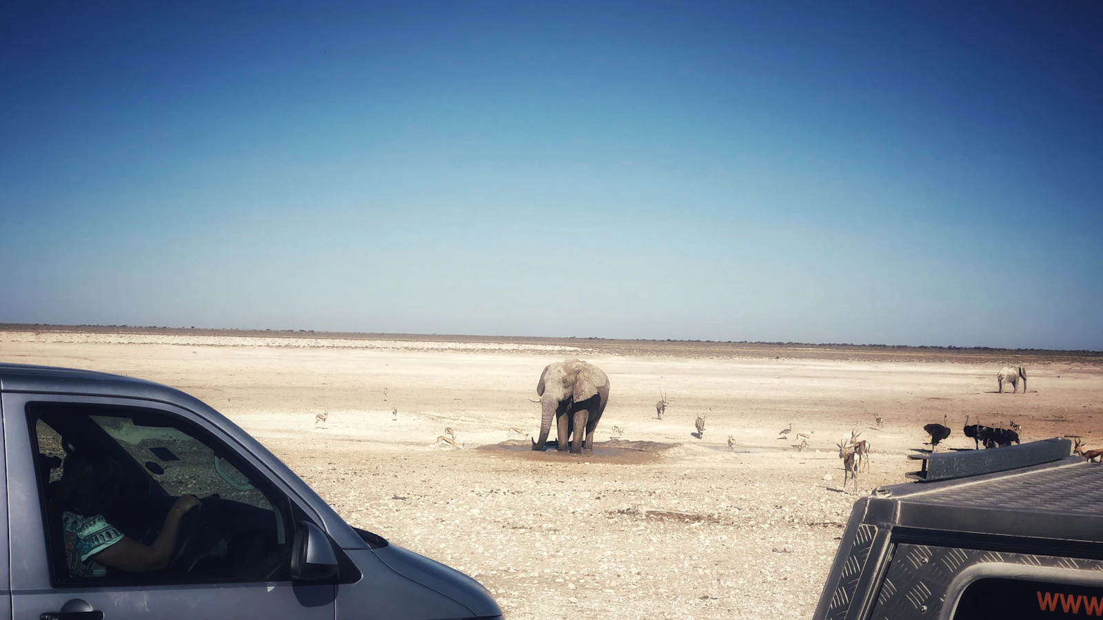 Olifant in de open vlakte van Etosha National Park