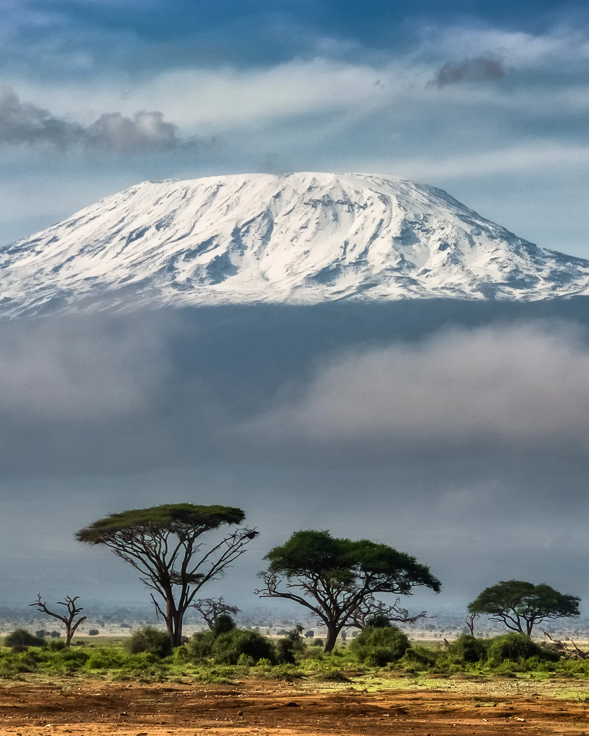 Groene bomen voor de besneeuwde top van de Kilimanjaro
