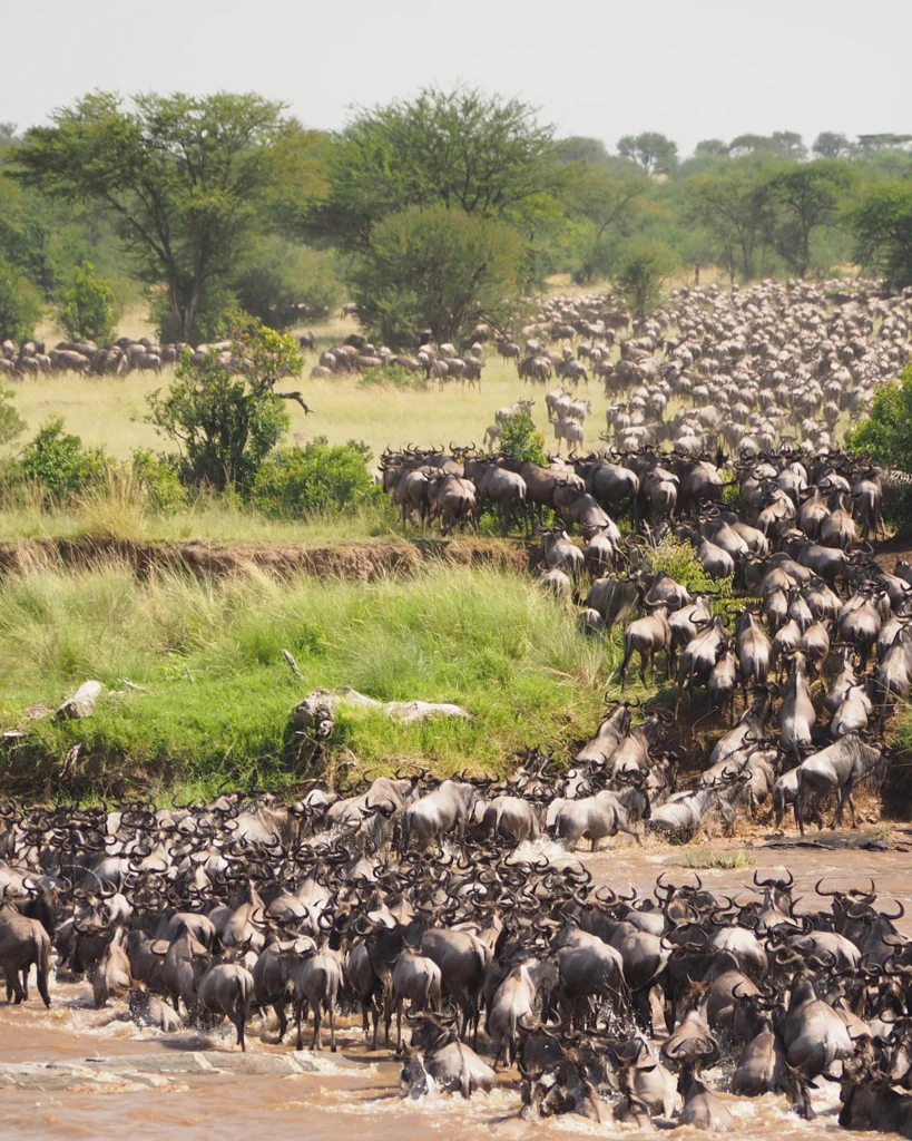 Kudde wildebeesten in de open vlaktes van de Serengeti