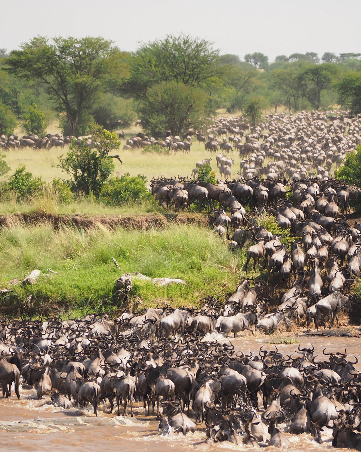 Kudde wildebeesten in de open vlaktes van de Serengeti