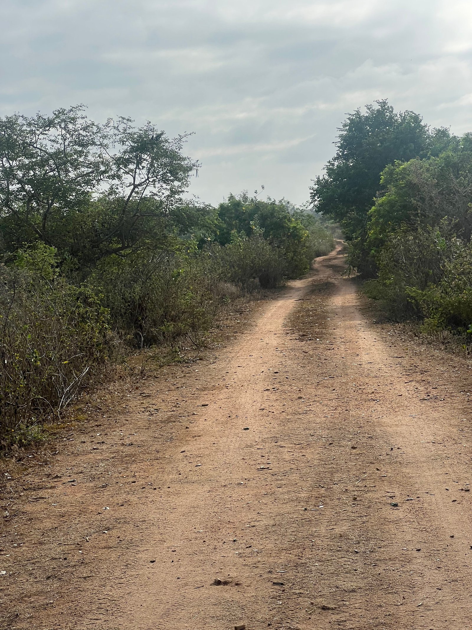 Safaripad door Wilpattu National Park