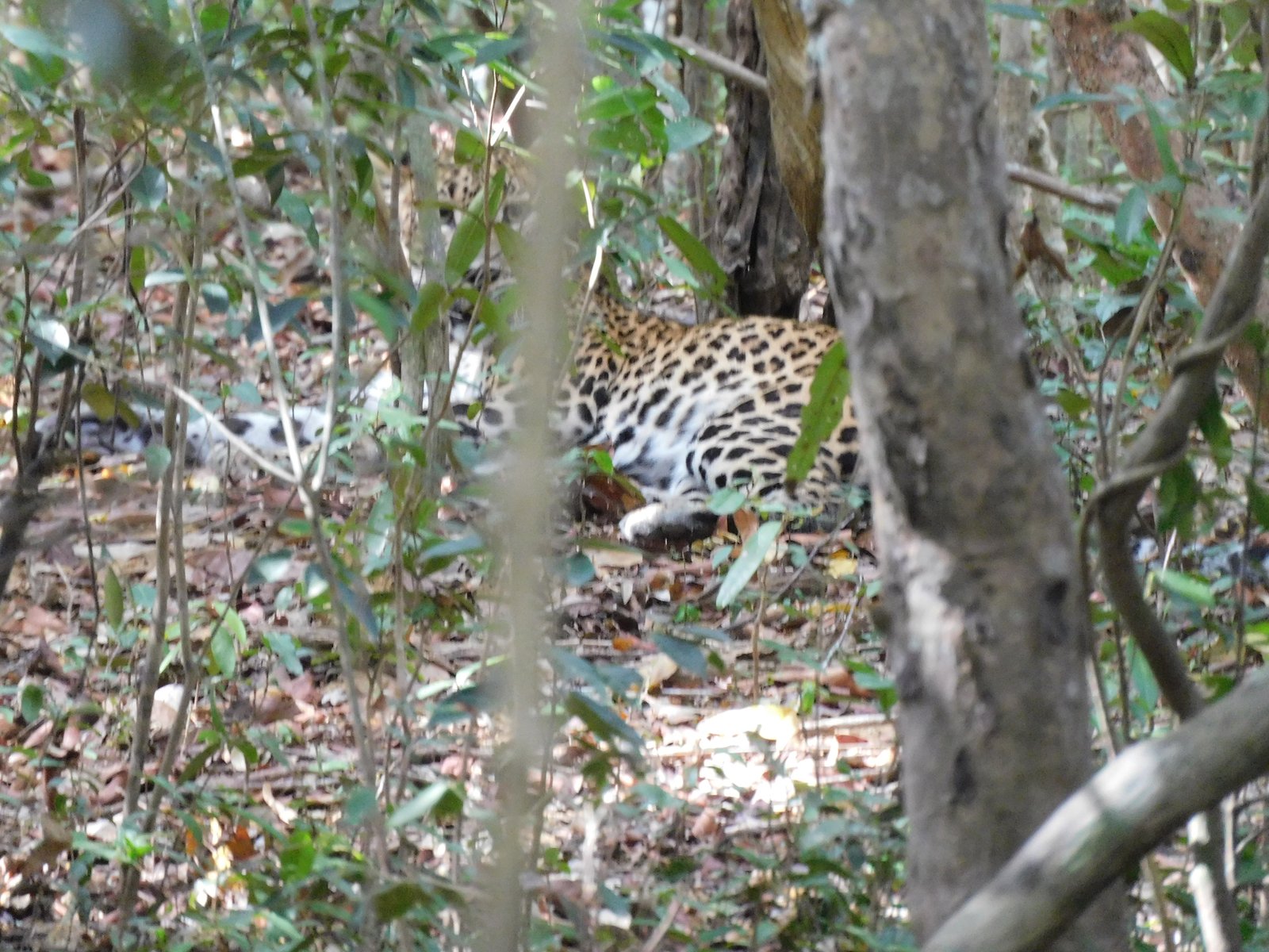 Luipaard in Wilpattu National Park, Sri Lanka