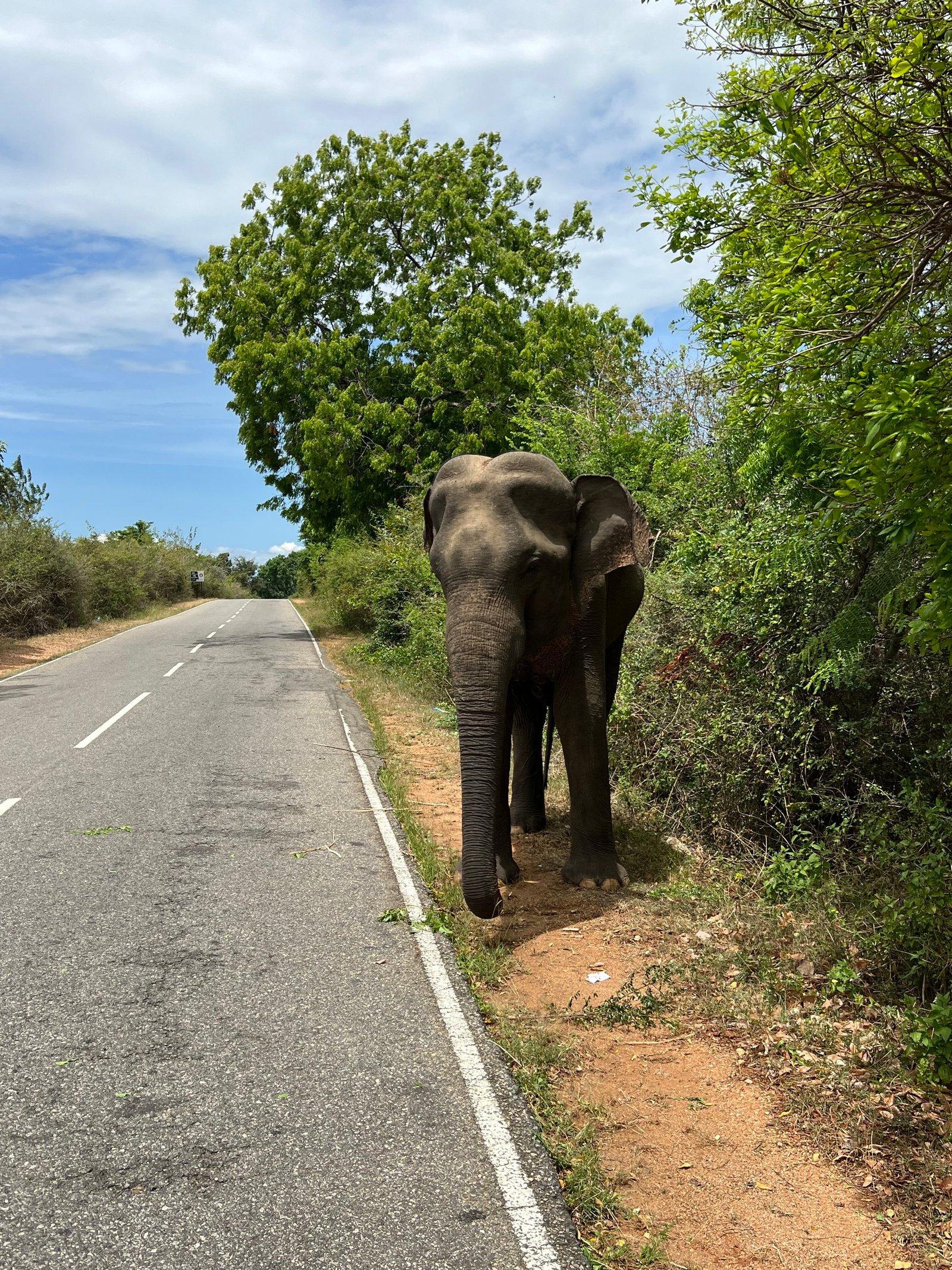 Wilde olifant langs Elephant Road in Sri Lanka