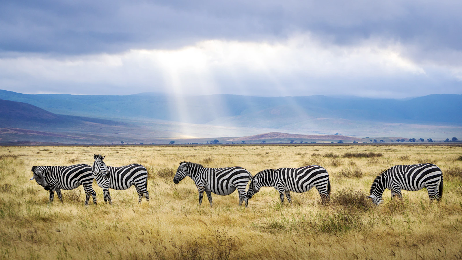 Zebra's in de graslanden van de Ngorongoro krater