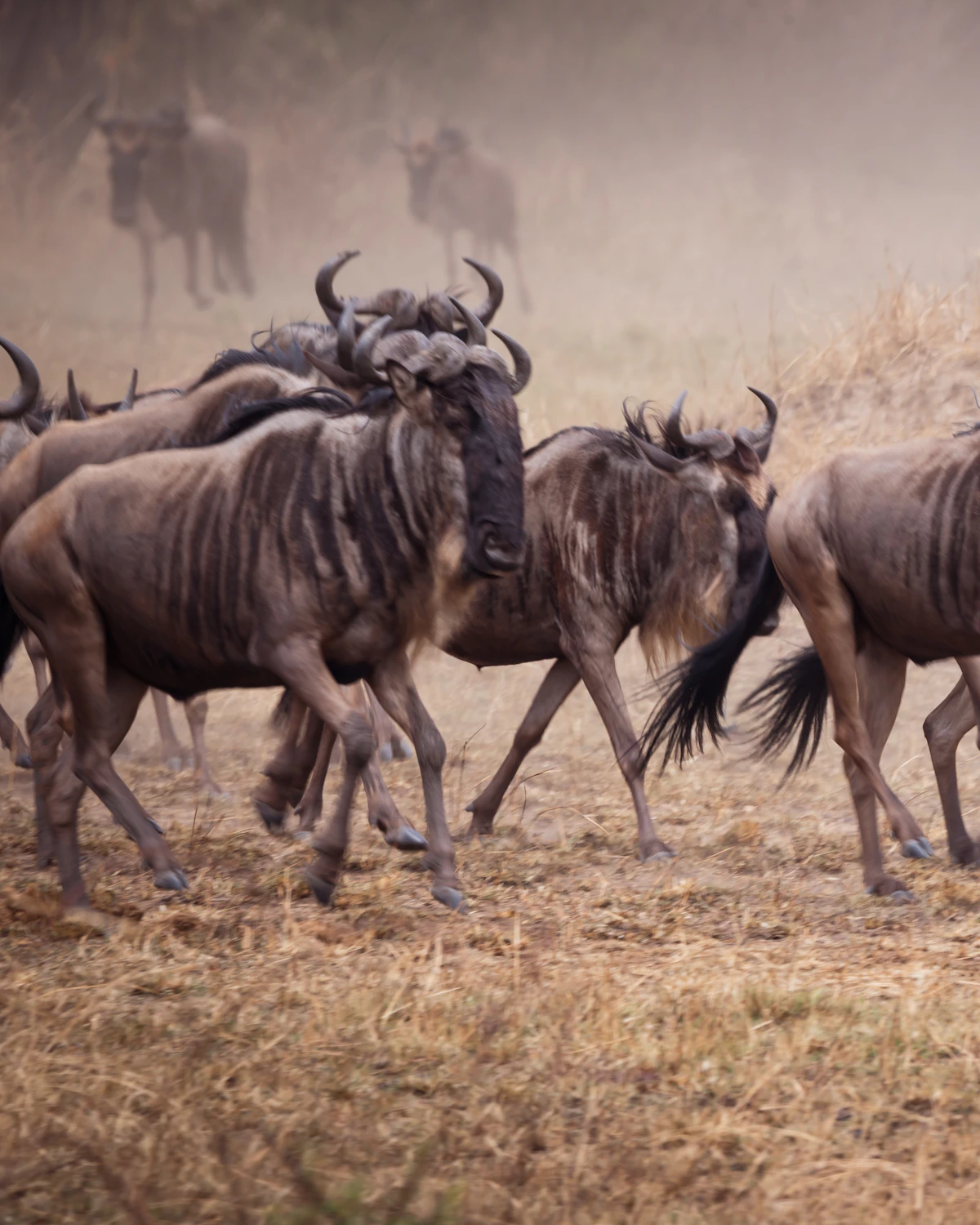 Wildebeesten in volle galop tijdens de Grote Migratie in Serengeti