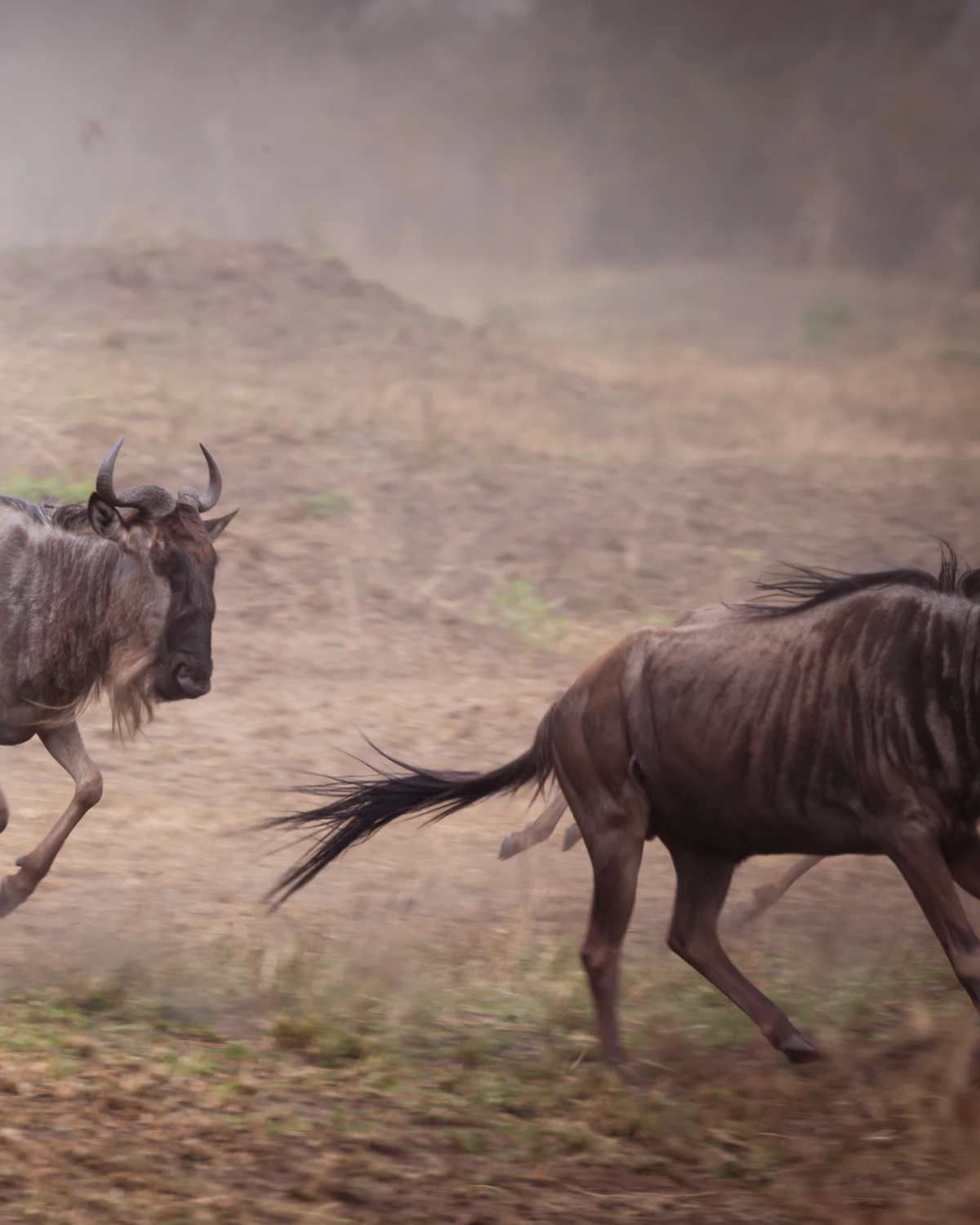 Grote groep dieren trekt door het uitgestrekte Serengeti-landschap