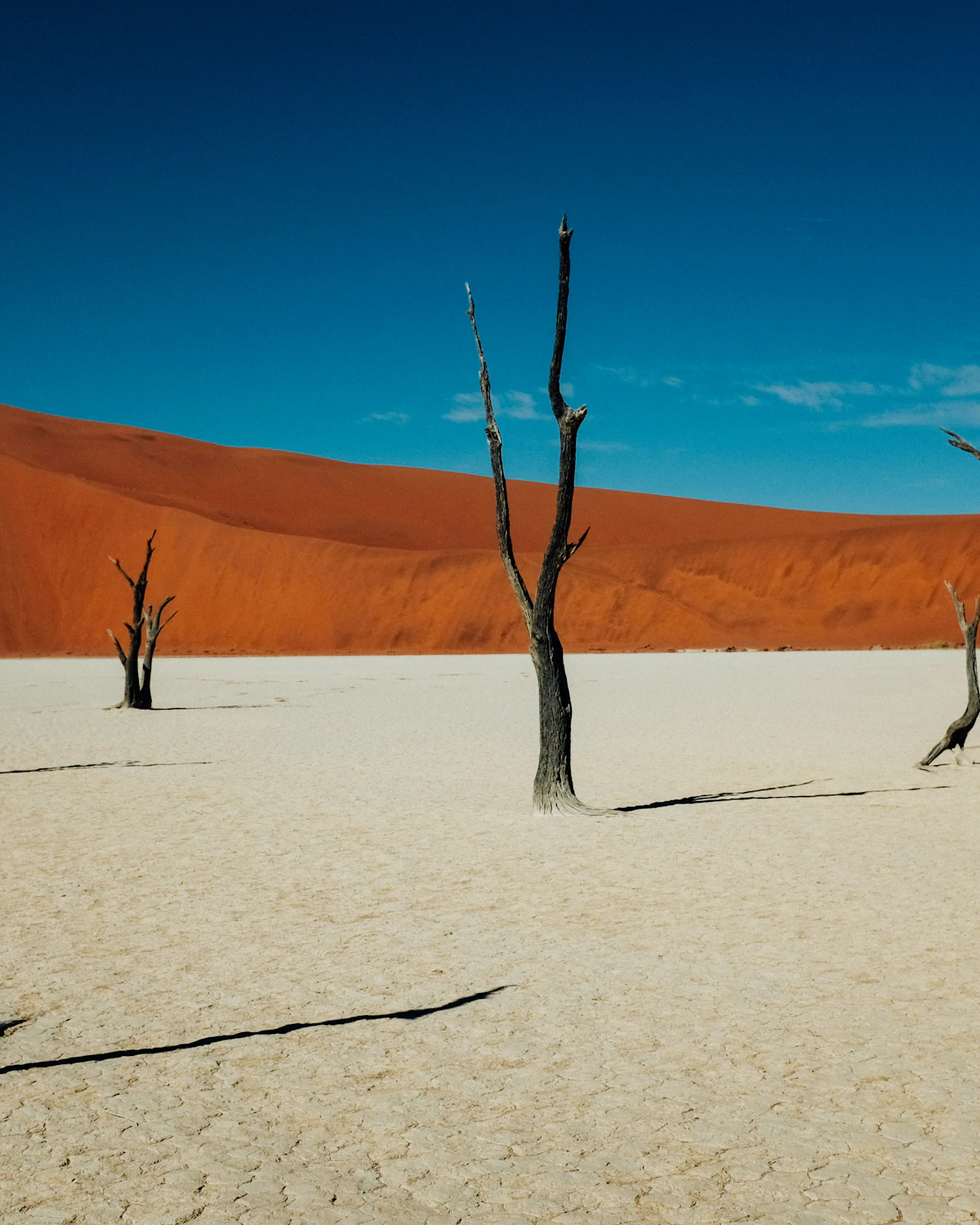 De verdorde bomen van Deadvlei in Sossusvlei, Namibië