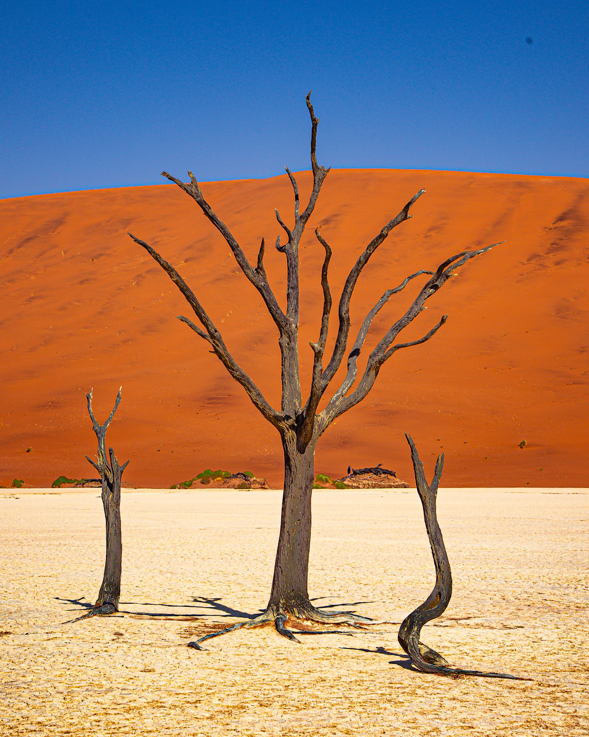Twee dode bomen in de woestijn voor de hoge duinen van Sossusvlei